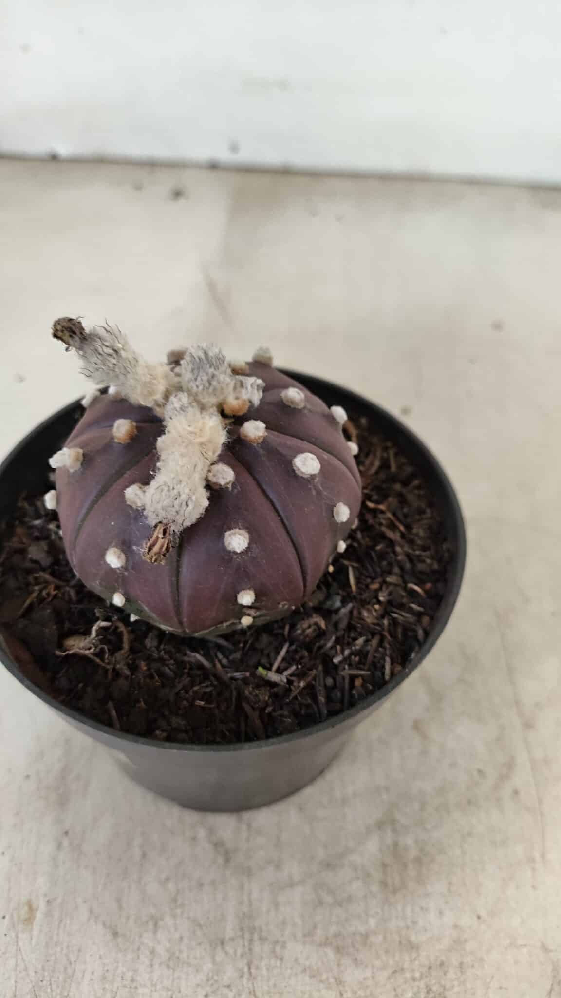 ASTROPHYTUM ASTERIAS “Purple”  Nº 991 – vaso 09 - foto 7