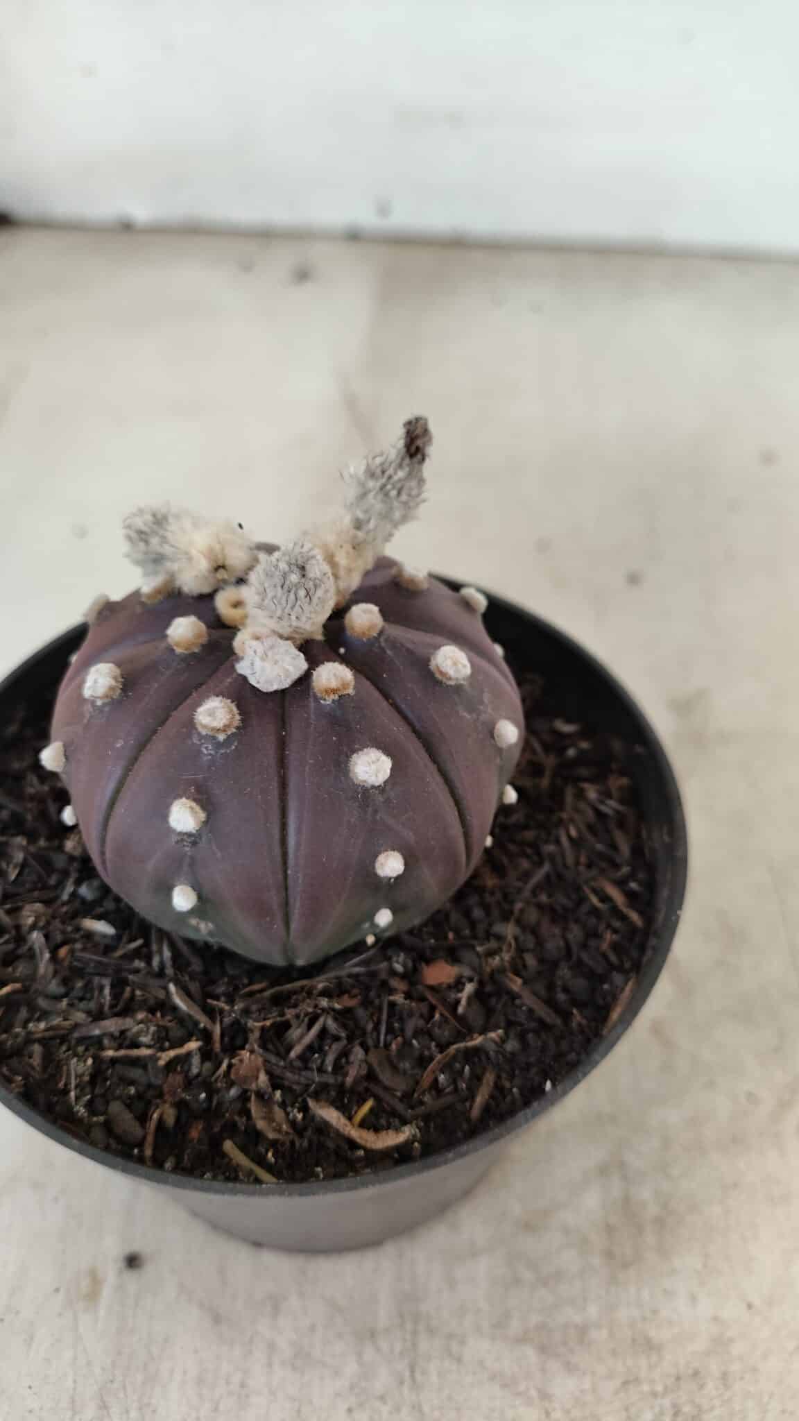ASTROPHYTUM ASTERIAS “Purple”  Nº 991 – vaso 09 - foto 6