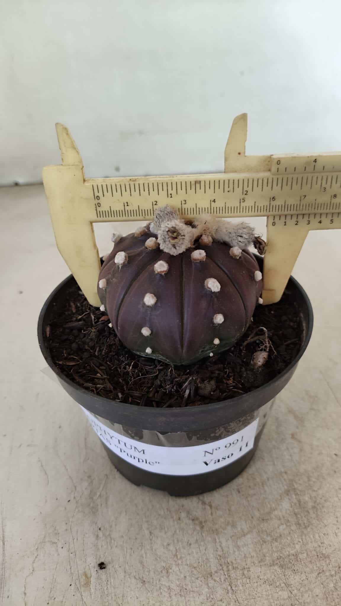 ASTROPHYTUM ASTERIAS “Purple”  Nº 991 – vaso 09 - foto 4