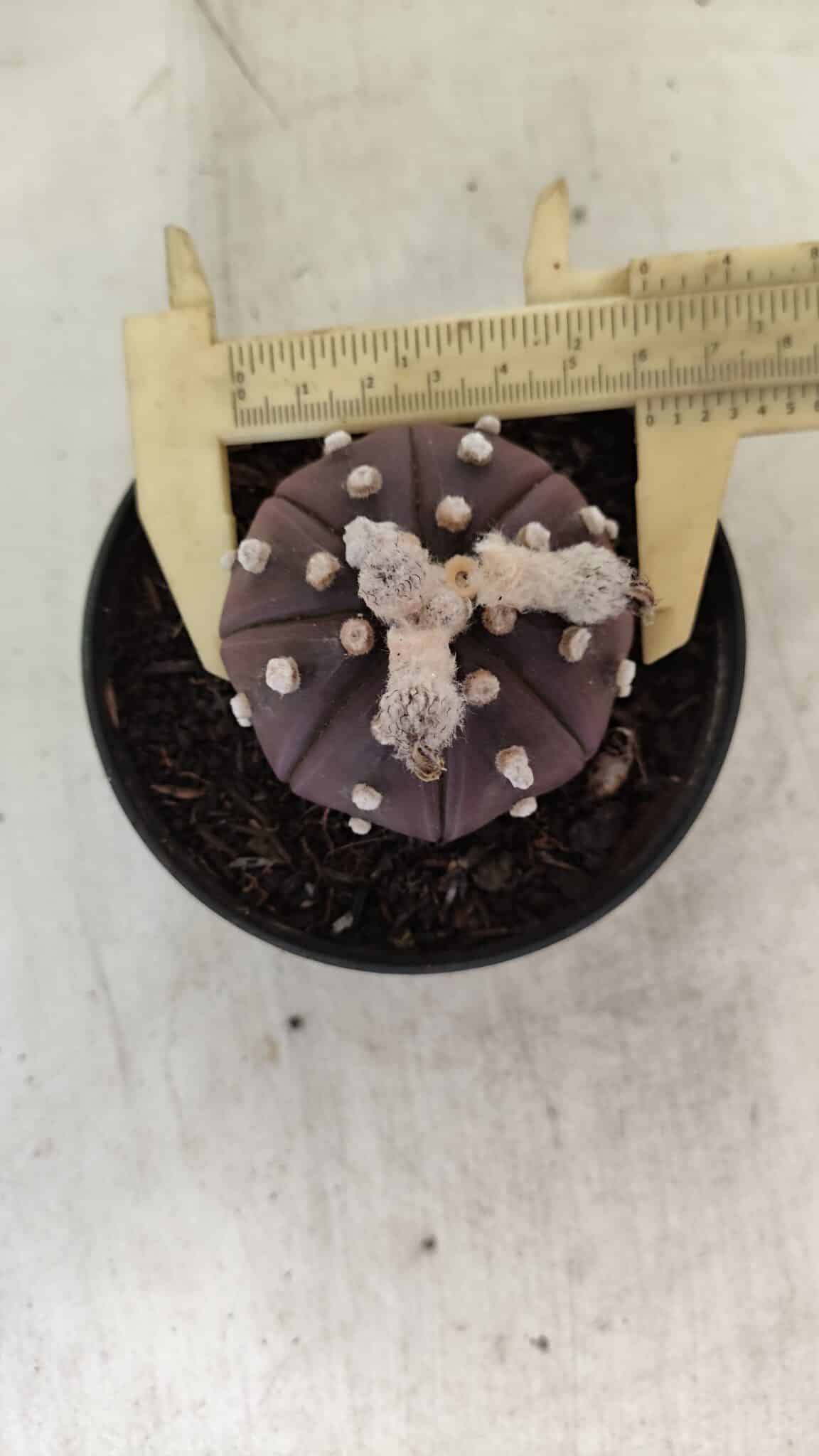 ASTROPHYTUM ASTERIAS “Purple”  Nº 991 – vaso 09 - foto 5