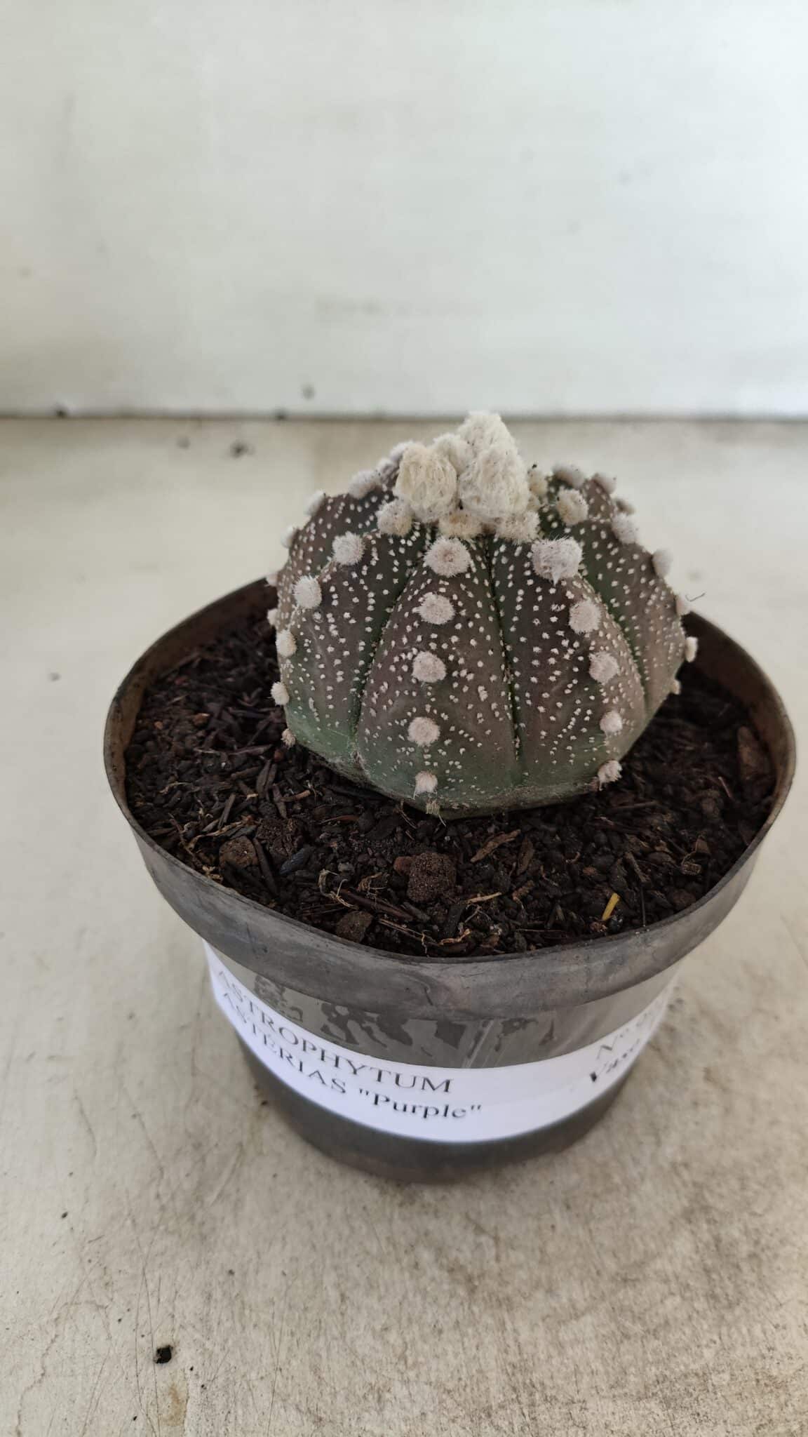 ASTROPHYTUM ASTERIAS “Purple”  Nº 992 – vaso 09 - foto 2