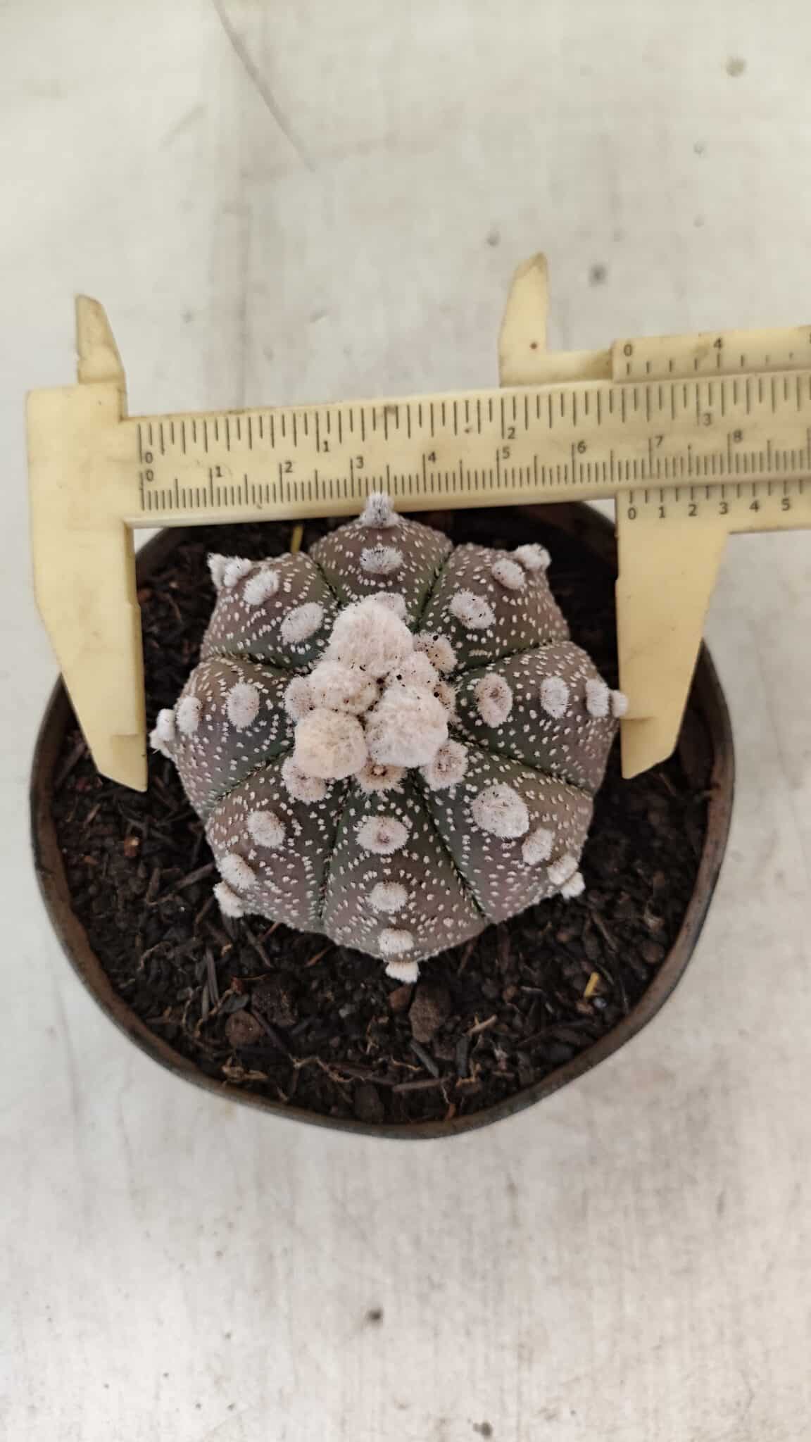 ASTROPHYTUM ASTERIAS “Purple”  Nº 992 – vaso 09 - foto 5