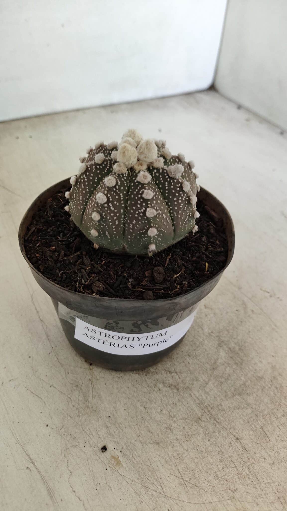 ASTROPHYTUM ASTERIAS “Purple”  Nº 992 – vaso 09 - foto 11