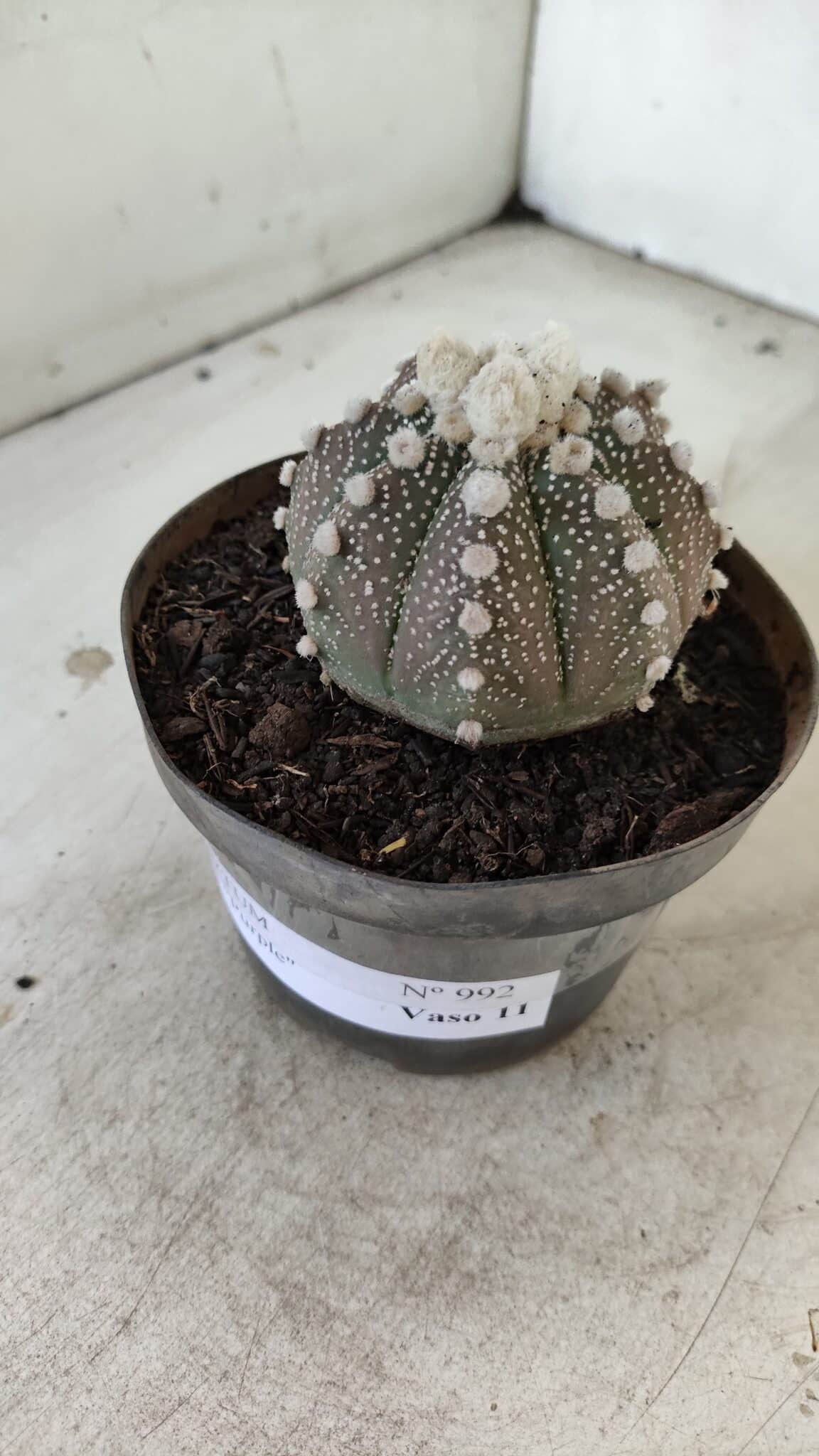 ASTROPHYTUM ASTERIAS “Purple”  Nº 992 – vaso 09 - foto 10