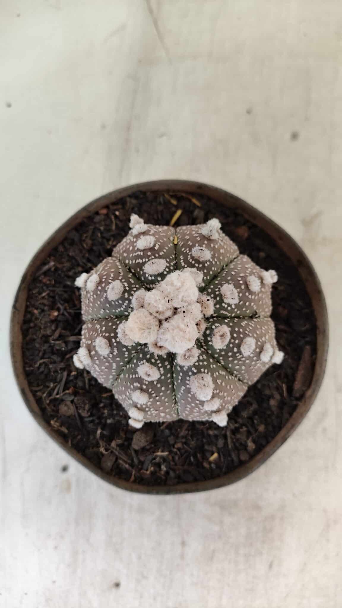 ASTROPHYTUM ASTERIAS “Purple”  Nº 992 – vaso 09 - foto 3