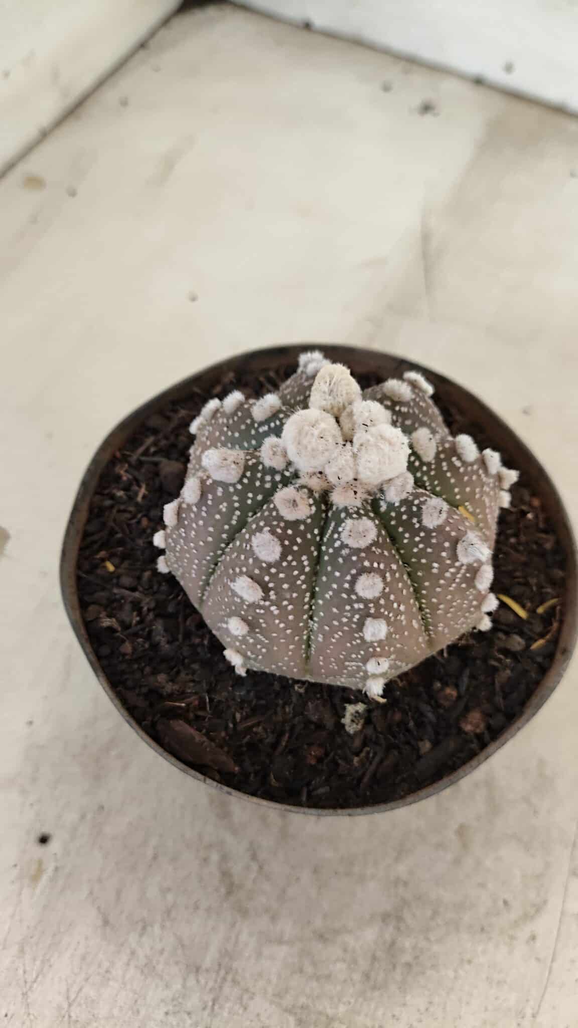 ASTROPHYTUM ASTERIAS “Purple”  Nº 992 – vaso 09 - foto 9