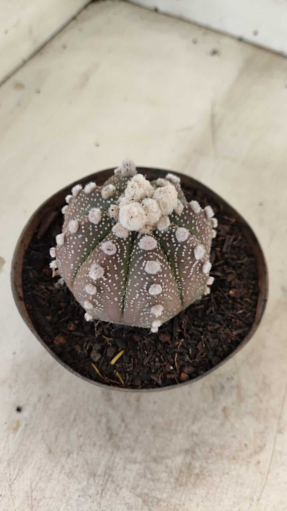ASTROPHYTUM ASTERIAS “Purple”  Nº 992 – vaso 09 - foto 8