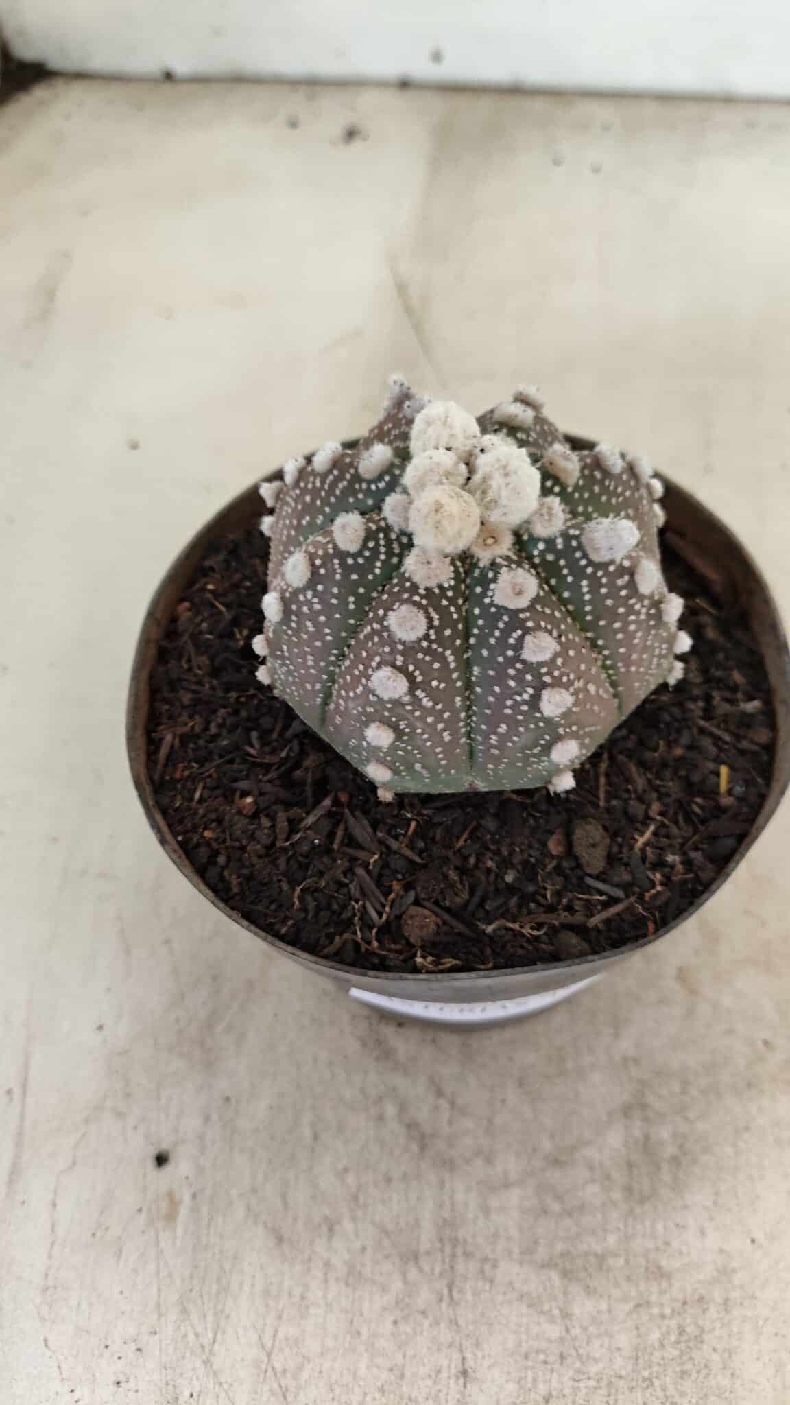 ASTROPHYTUM ASTERIAS “Purple”  Nº 992 – vaso 09 - foto 7