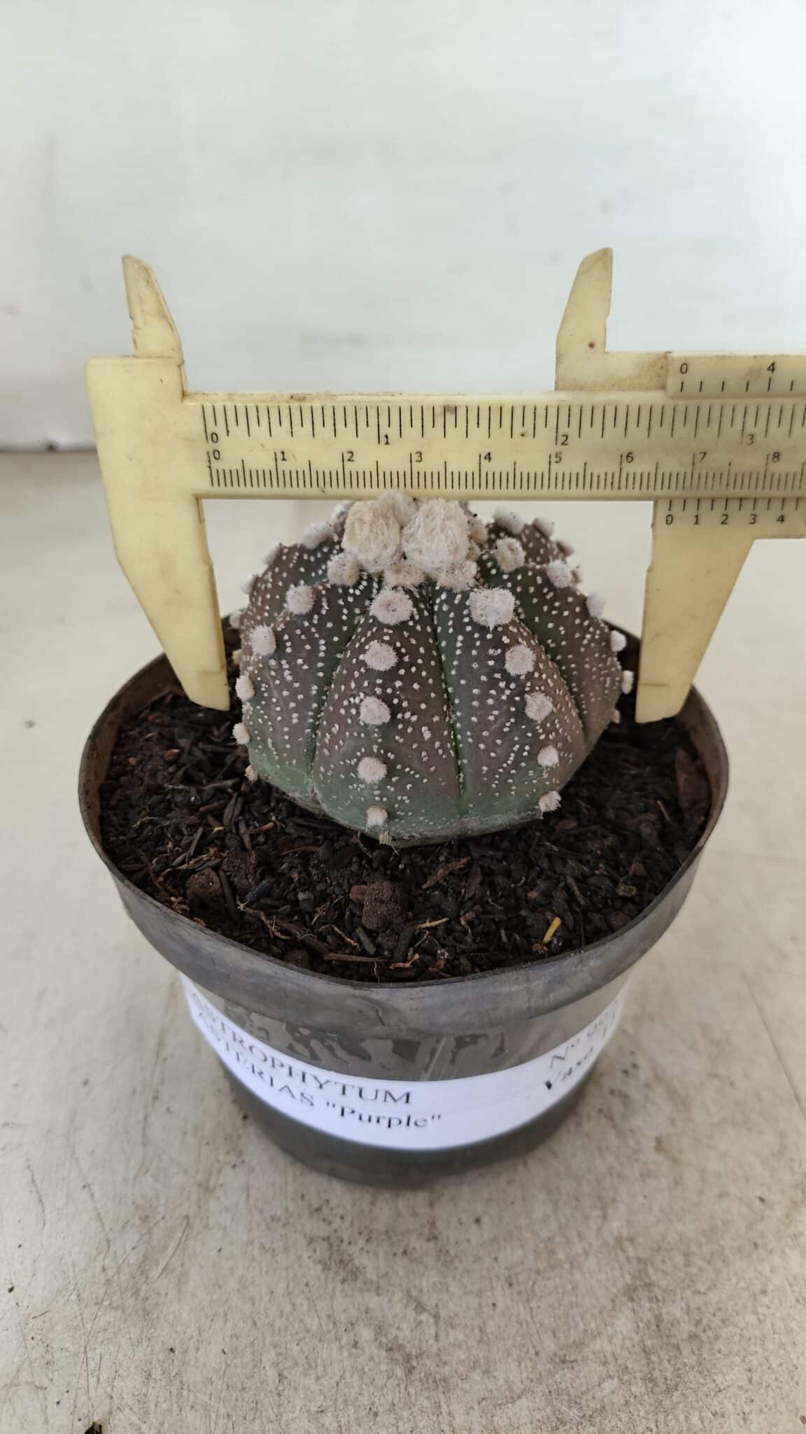 ASTROPHYTUM ASTERIAS “Purple”  Nº 992 – vaso 09 - foto 4