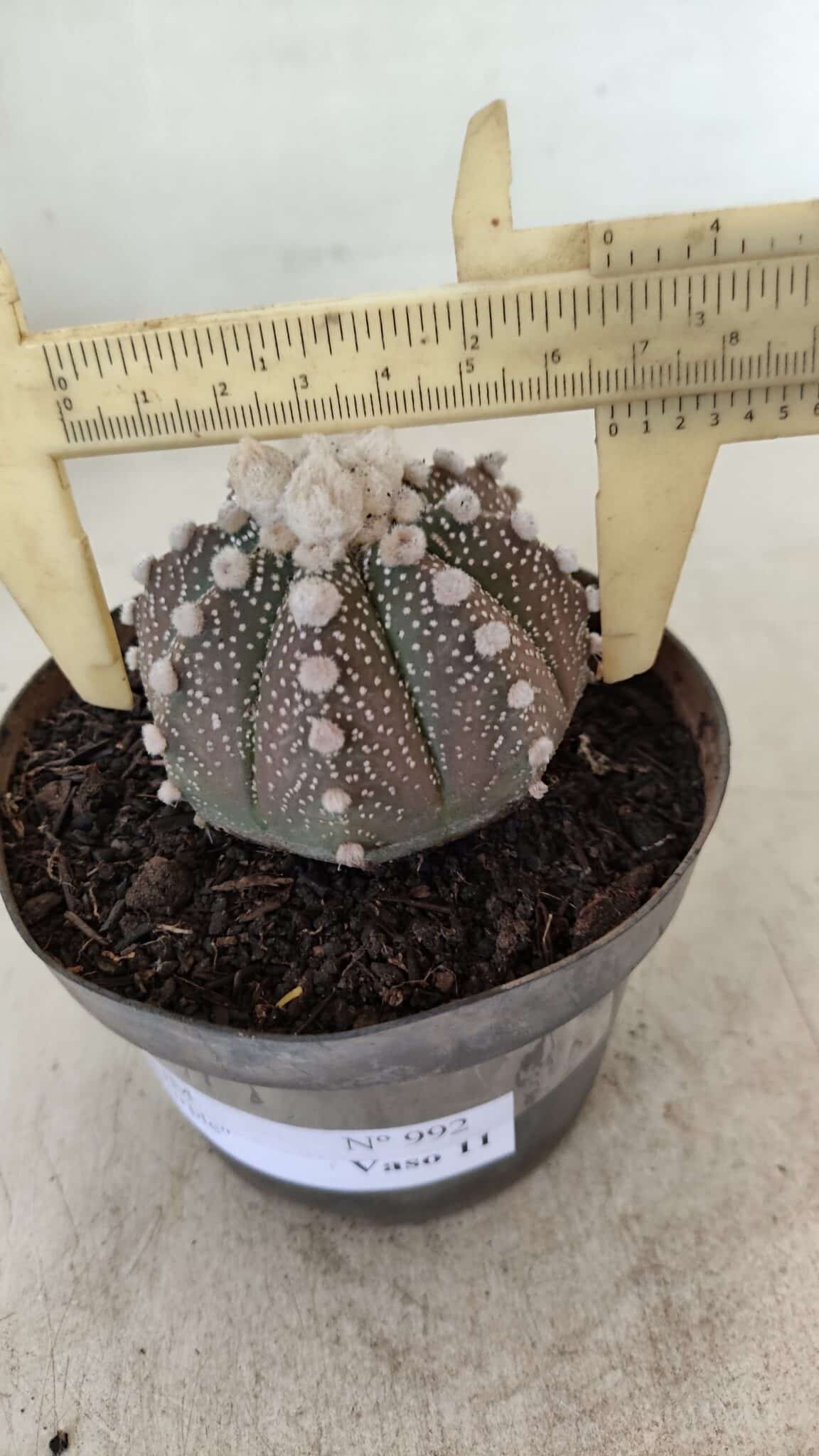 ASTROPHYTUM ASTERIAS “Purple”  Nº 992 – vaso 09 - foto 6