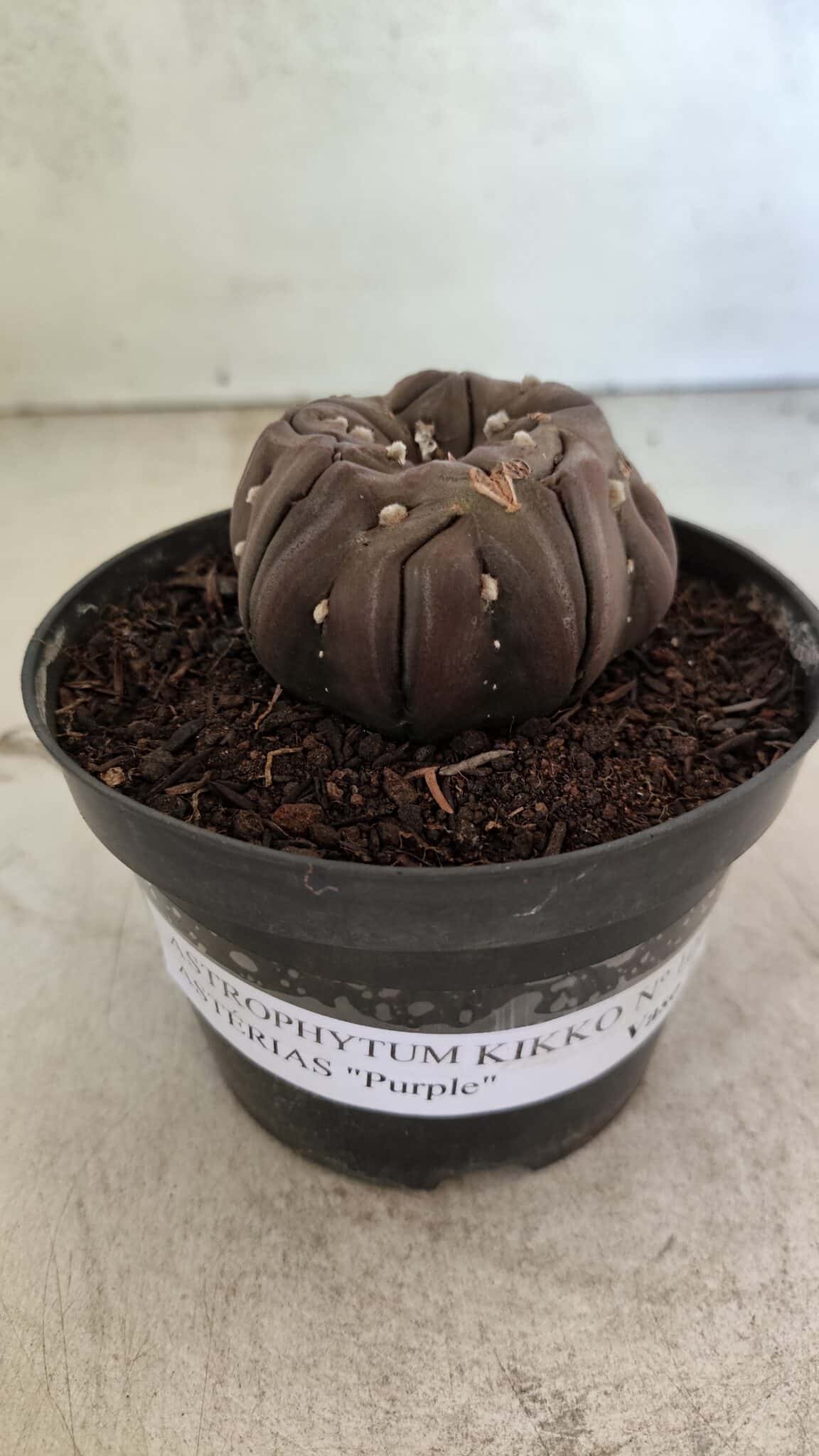 Matriz ASTROPHYTUM ASTERIAS “Purple - Kikko”  Nº 1040 – vaso 11 - foto 2
