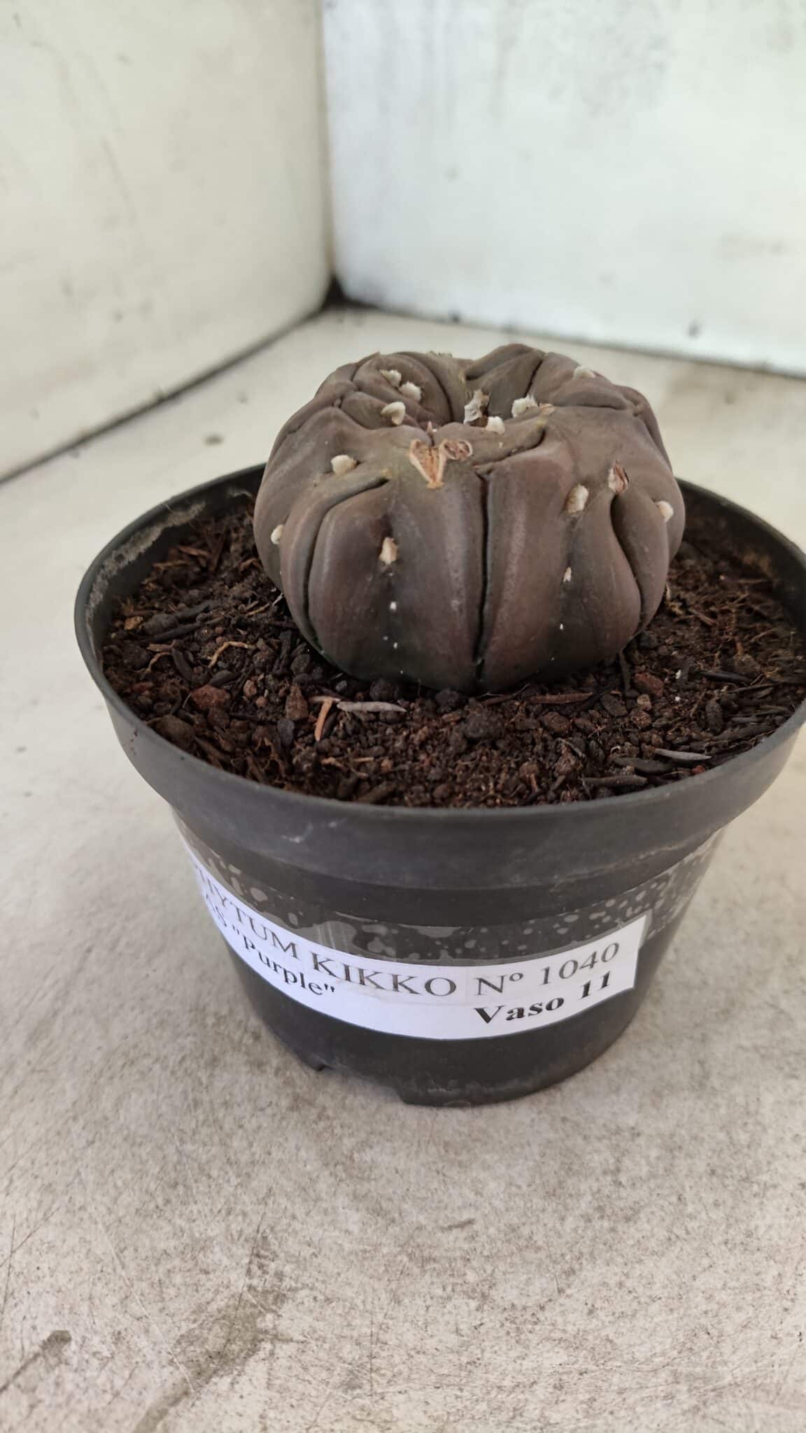 Matriz ASTROPHYTUM ASTERIAS “Purple - Kikko”  Nº 1040 – vaso 11 - foto 9