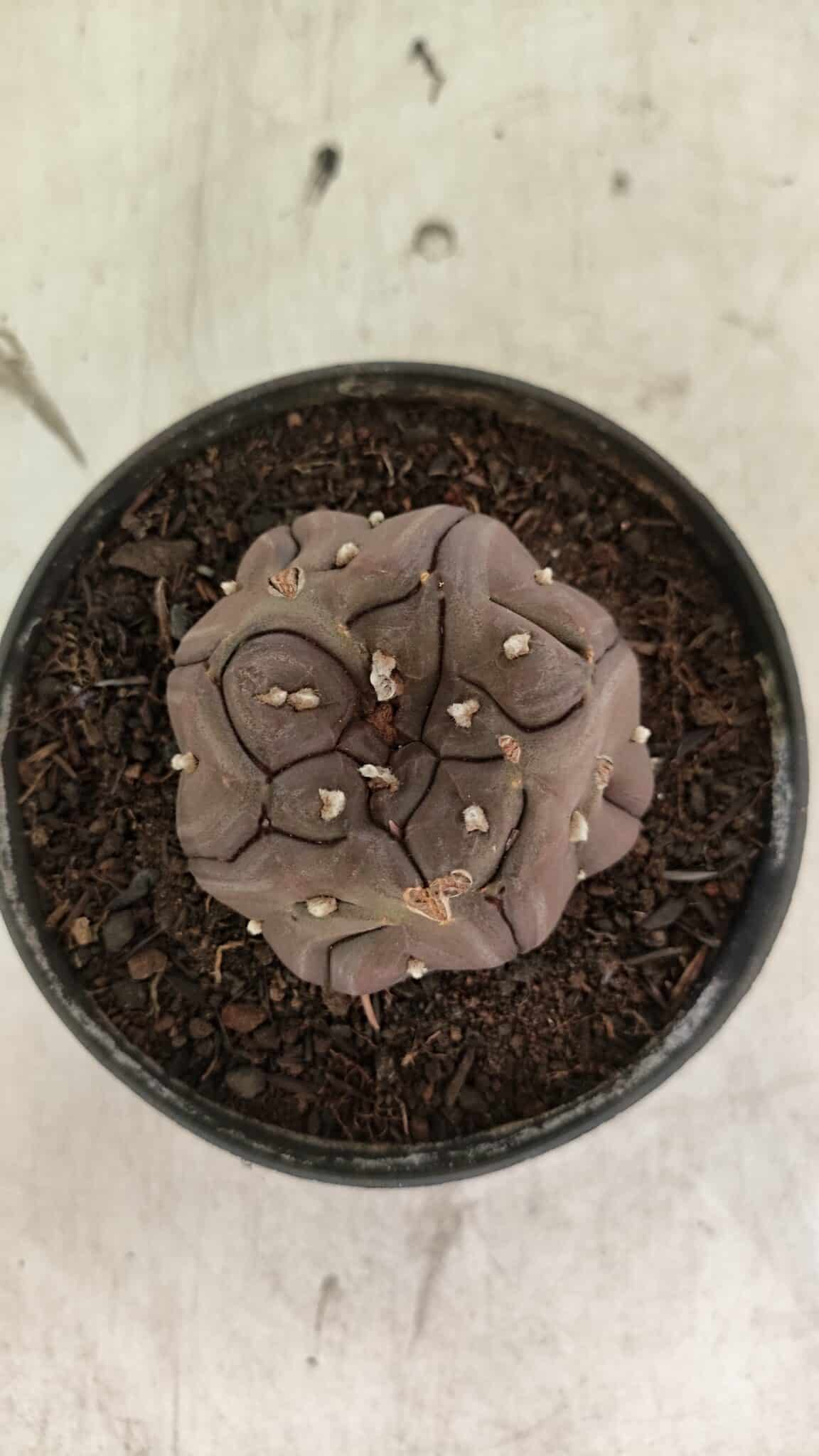 Matriz ASTROPHYTUM ASTERIAS “Purple - Kikko”  Nº 1040 – vaso 11 - foto 3