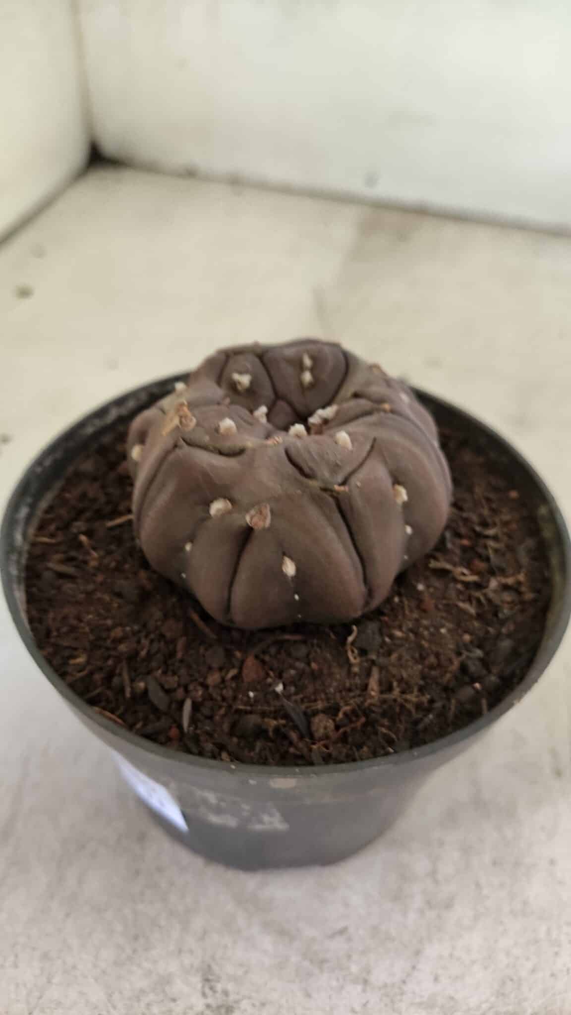 Matriz ASTROPHYTUM ASTERIAS “Purple - Kikko”  Nº 1040 – vaso 11 - foto 8