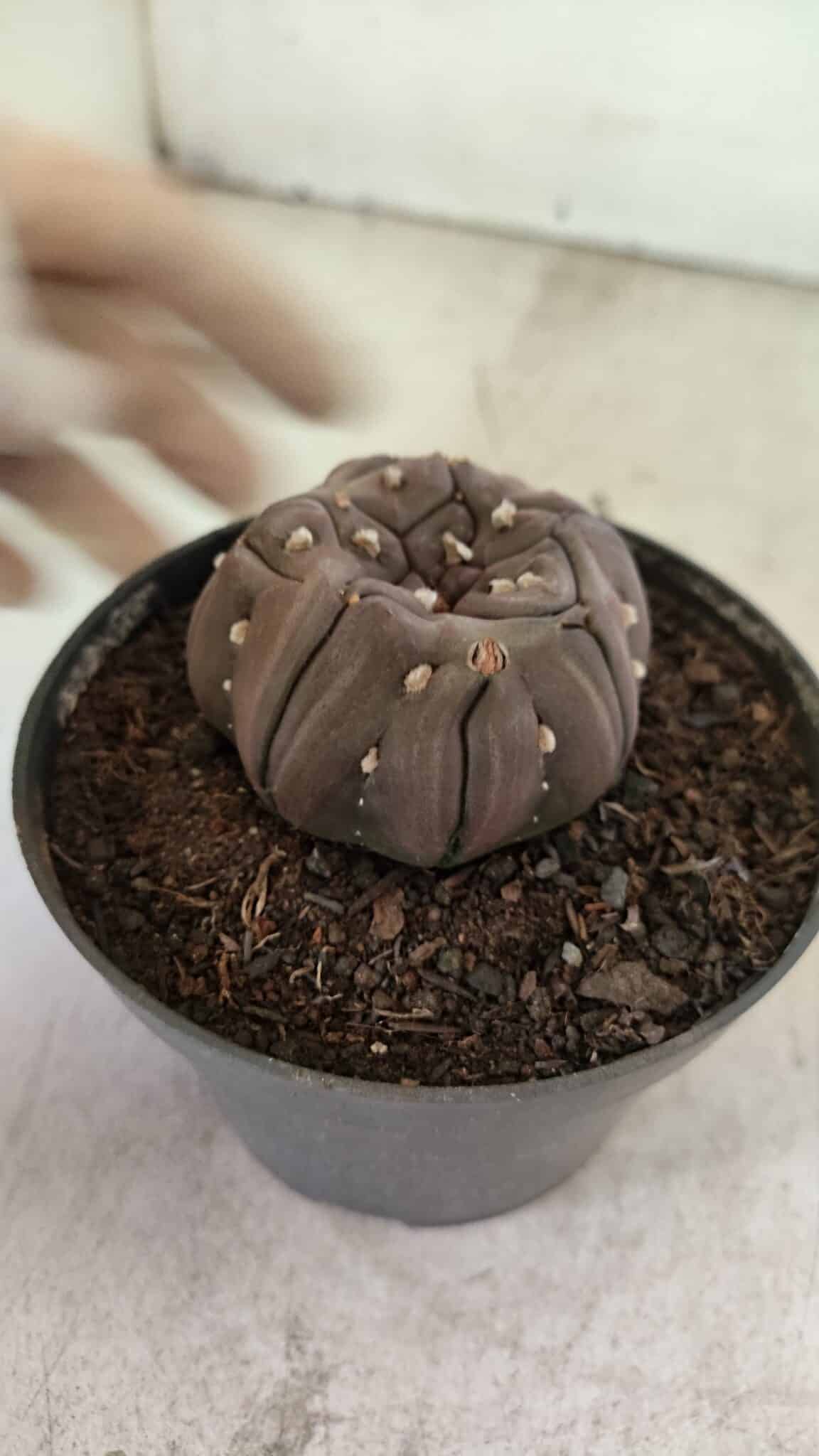 Matriz ASTROPHYTUM ASTERIAS “Purple - Kikko”  Nº 1040 – vaso 11 - foto 7