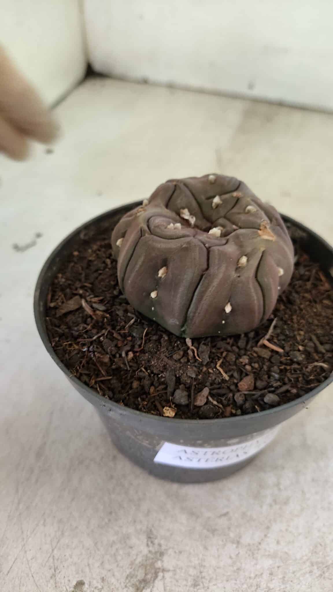 Matriz ASTROPHYTUM ASTERIAS “Purple - Kikko”  Nº 1040 – vaso 11 - foto 6