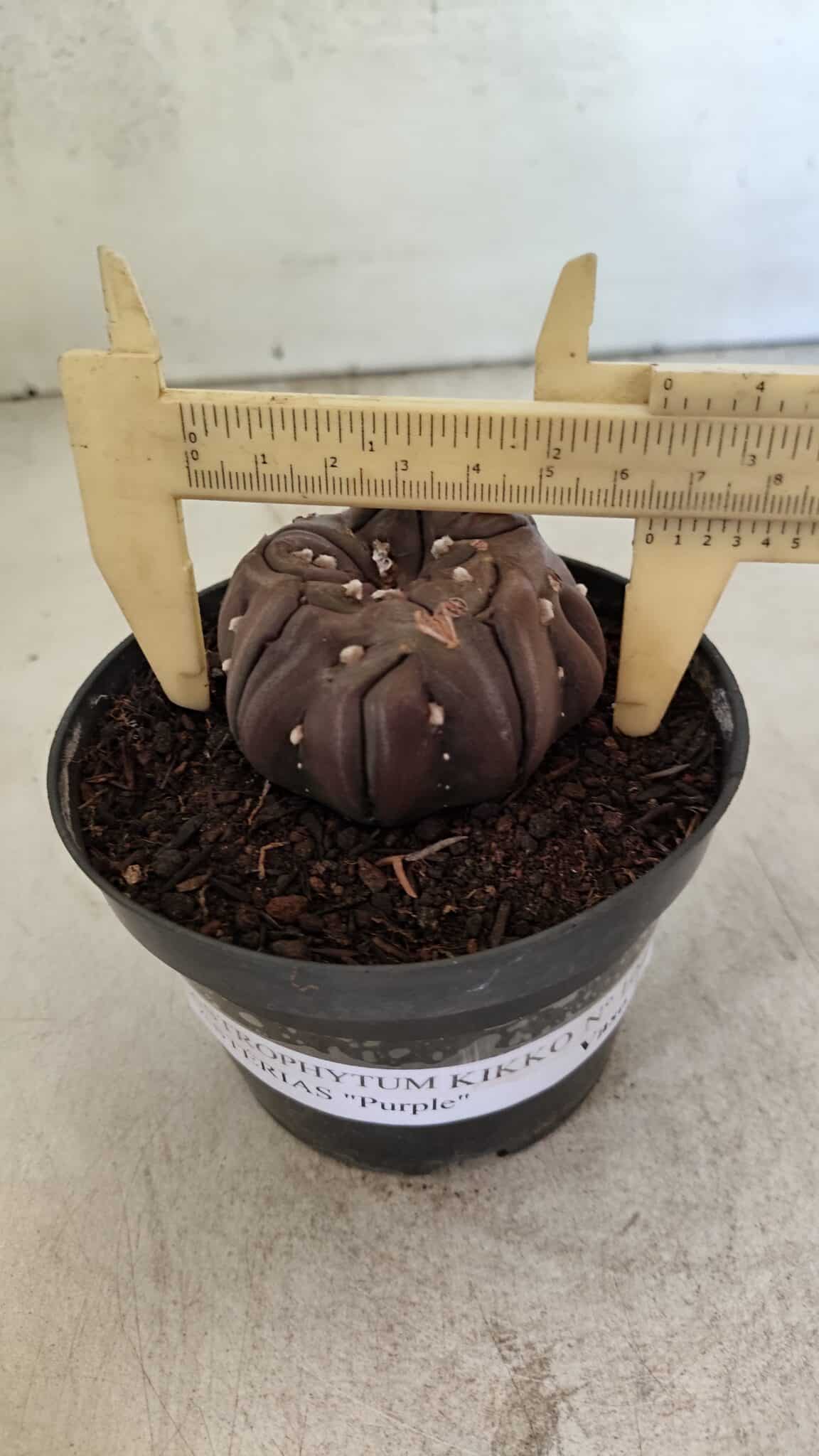 Matriz ASTROPHYTUM ASTERIAS “Purple - Kikko”  Nº 1040 – vaso 11 - foto 5