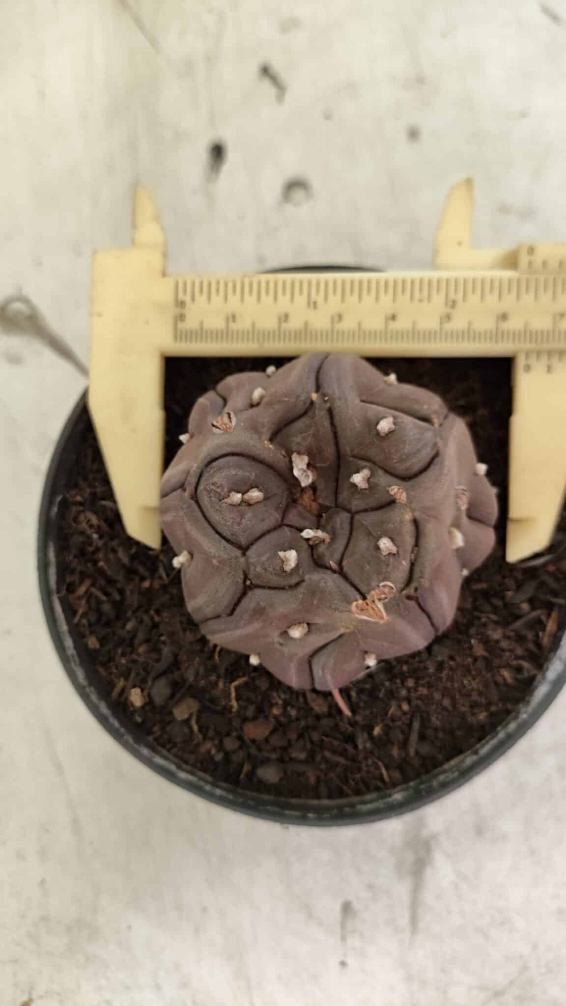 Matriz ASTROPHYTUM ASTERIAS “Purple - Kikko”  Nº 1040 – vaso 11 - foto 4