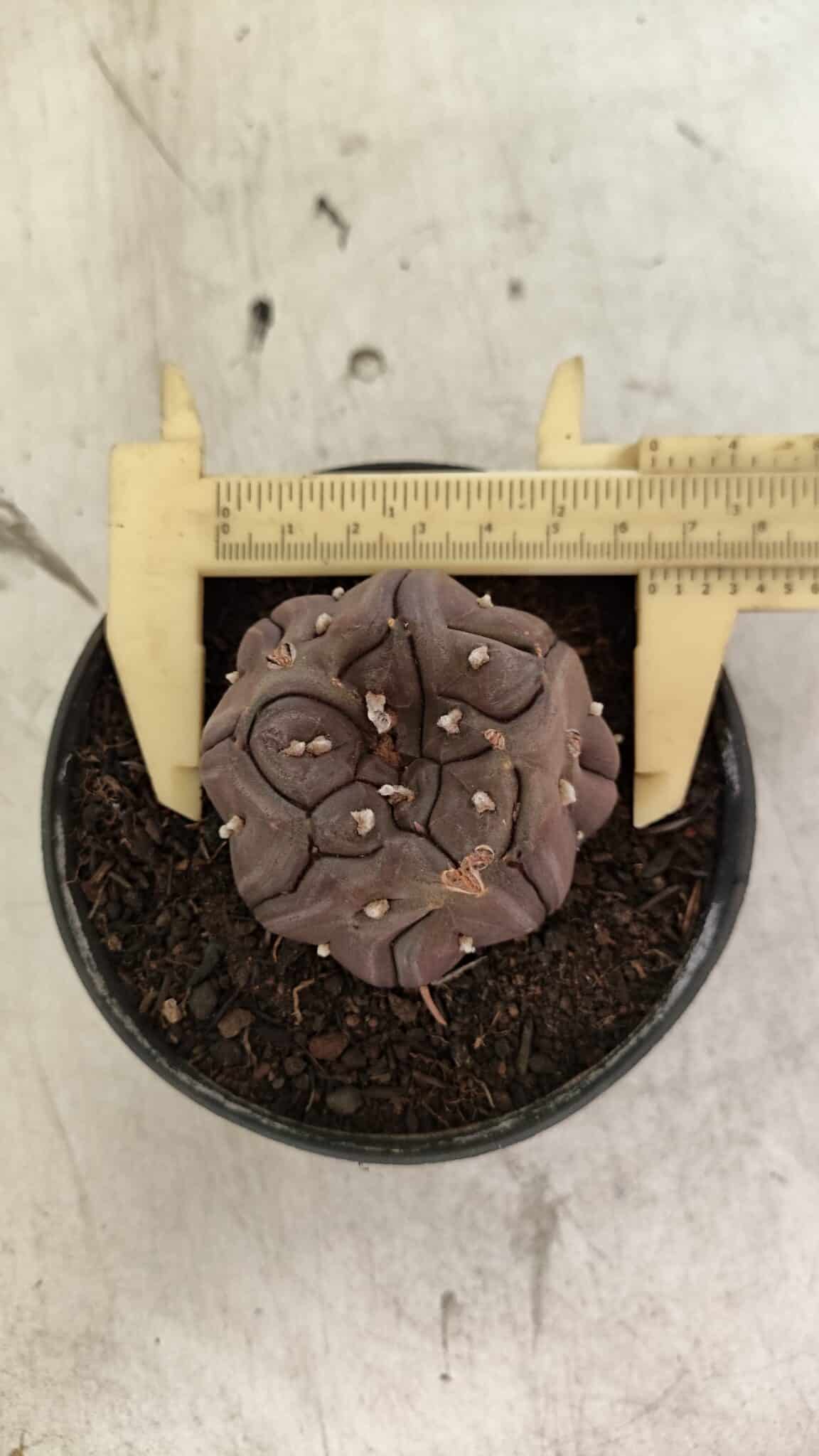 Matriz ASTROPHYTUM ASTERIAS “Purple - Kikko”  Nº 1040 – vaso 11 - foto 10
