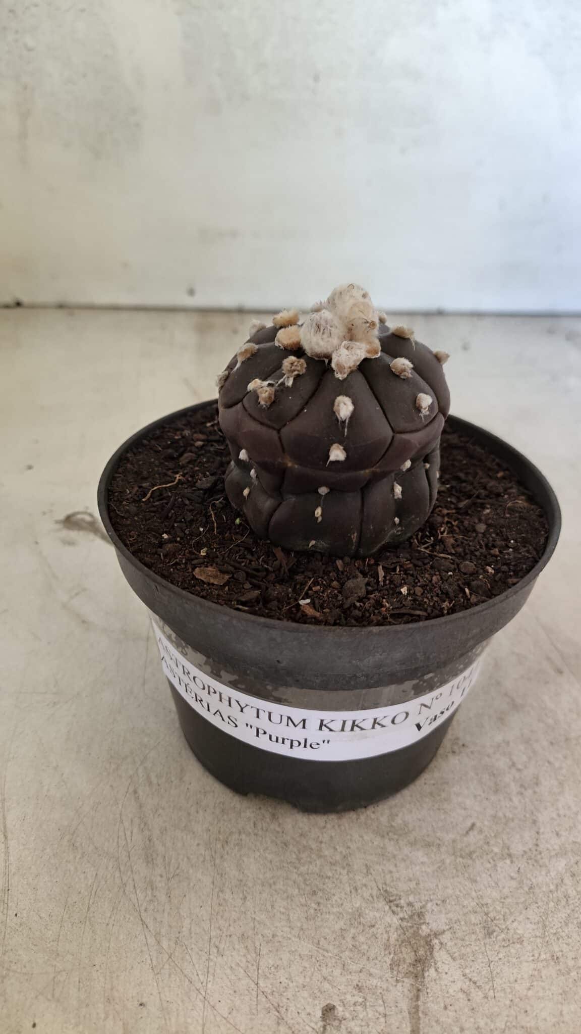 Matriz ASTROPHYTUM ASTERIAS “Purple - Kikko”  Nº 1041 – vaso 11 - Adenium Rosa do Deserto