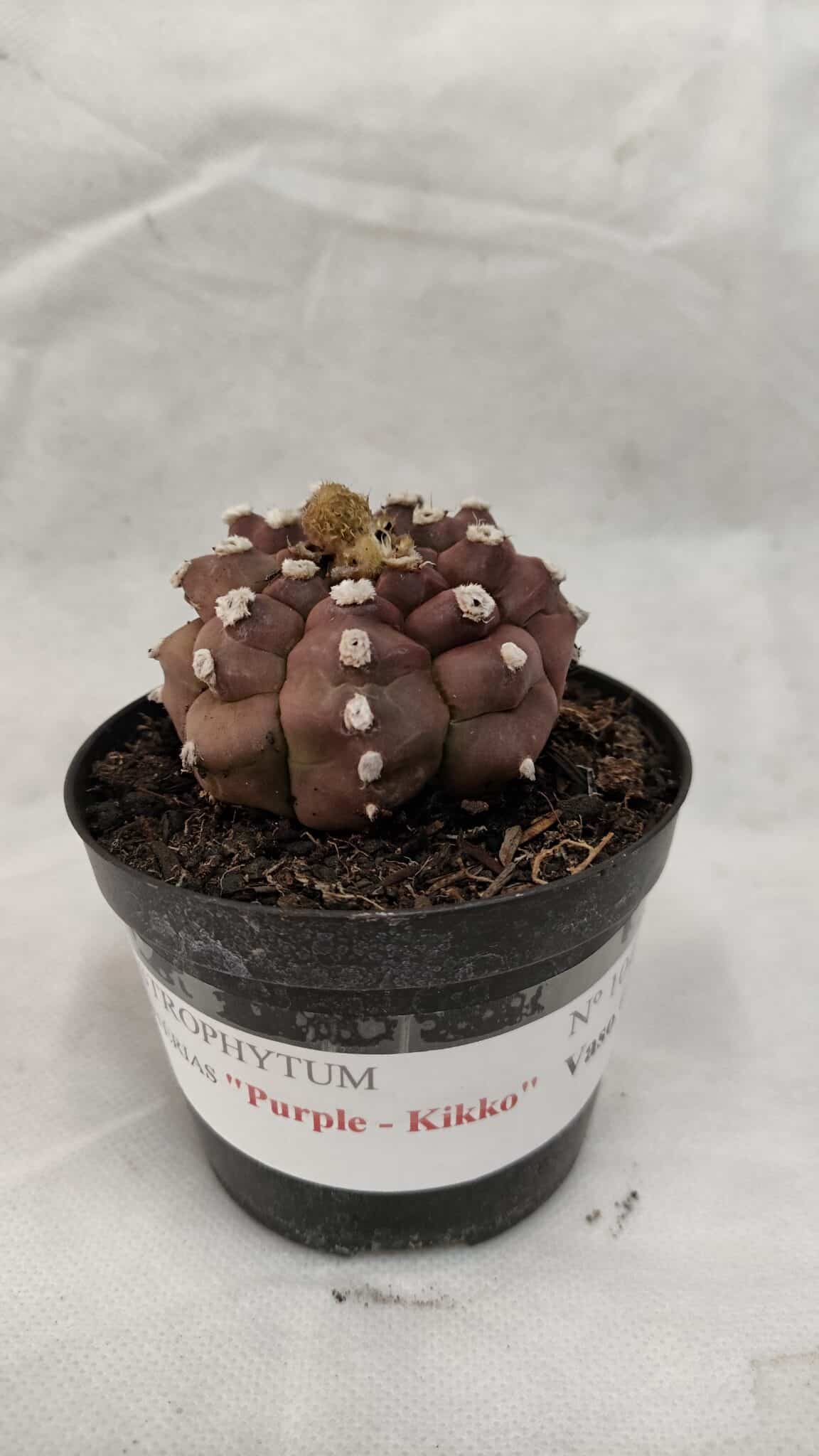 ASTROPHYTUM ASTERIAS “Purple - Kikko”  Nº 1041 – vaso 09 - foto 2