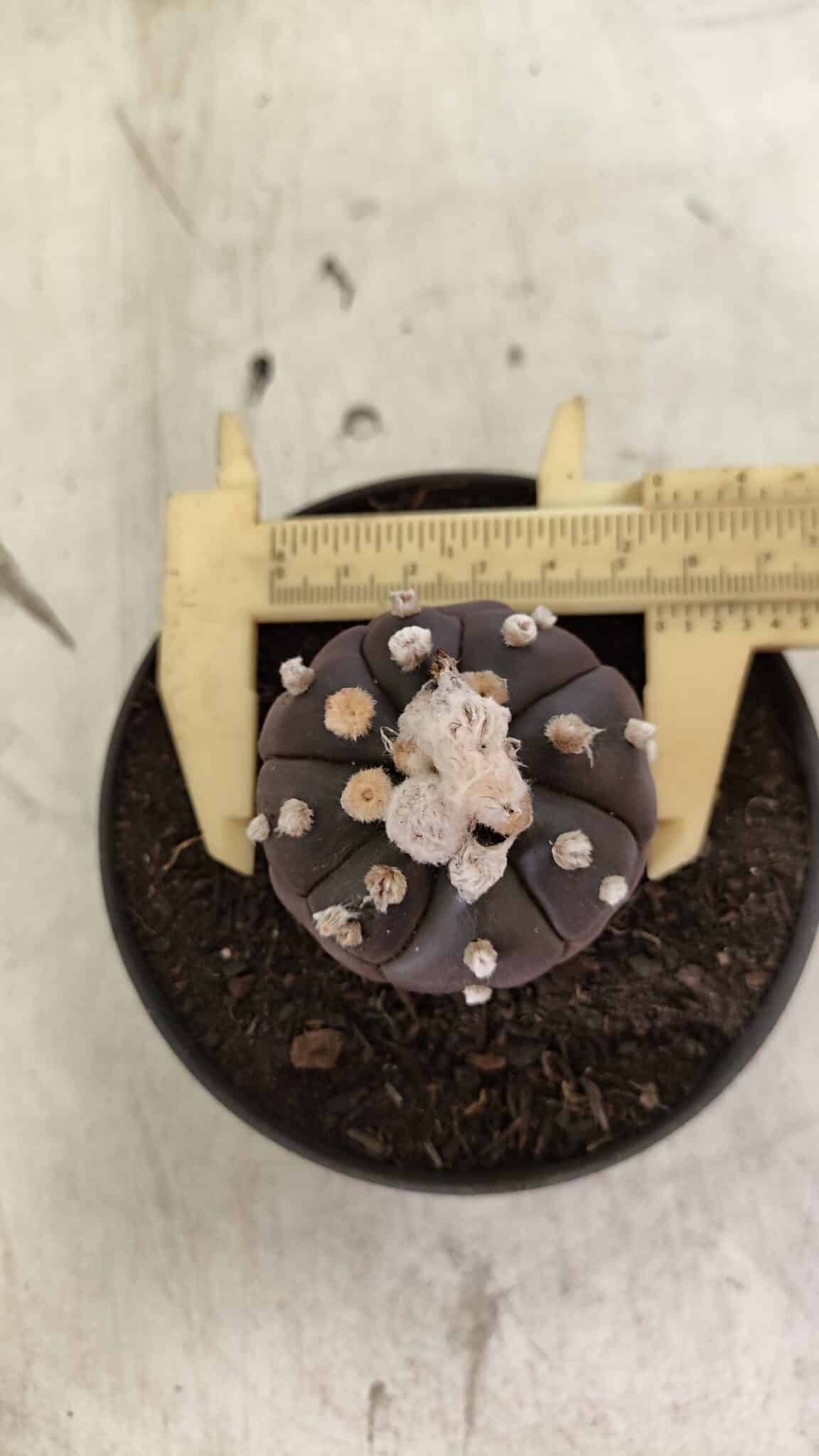 Matriz ASTROPHYTUM ASTERIAS “Purple - Kikko”  Nº 1041 – vaso 11 - foto 6