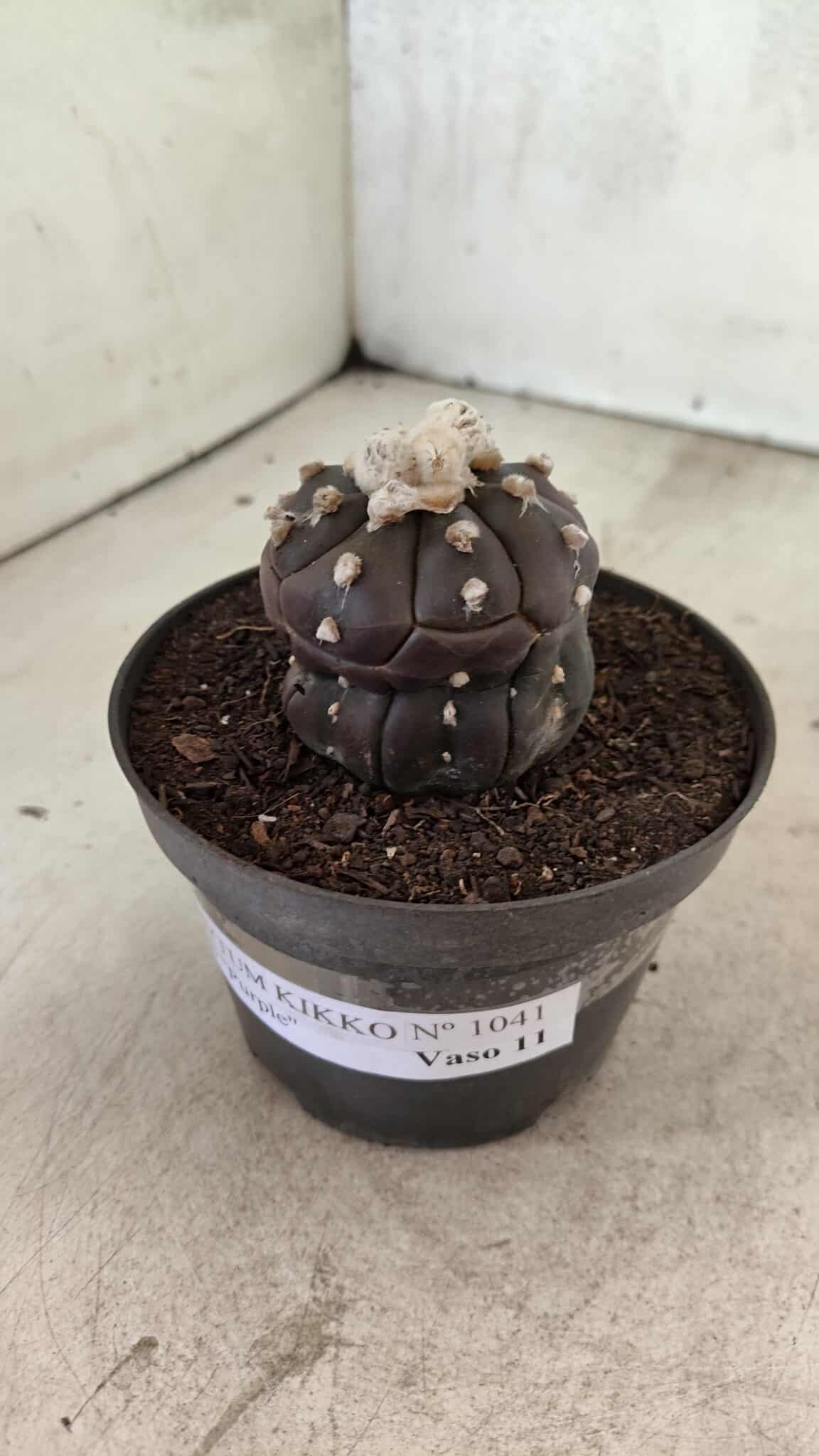 Matriz ASTROPHYTUM ASTERIAS “Purple - Kikko”  Nº 1041 – vaso 11 - foto 2