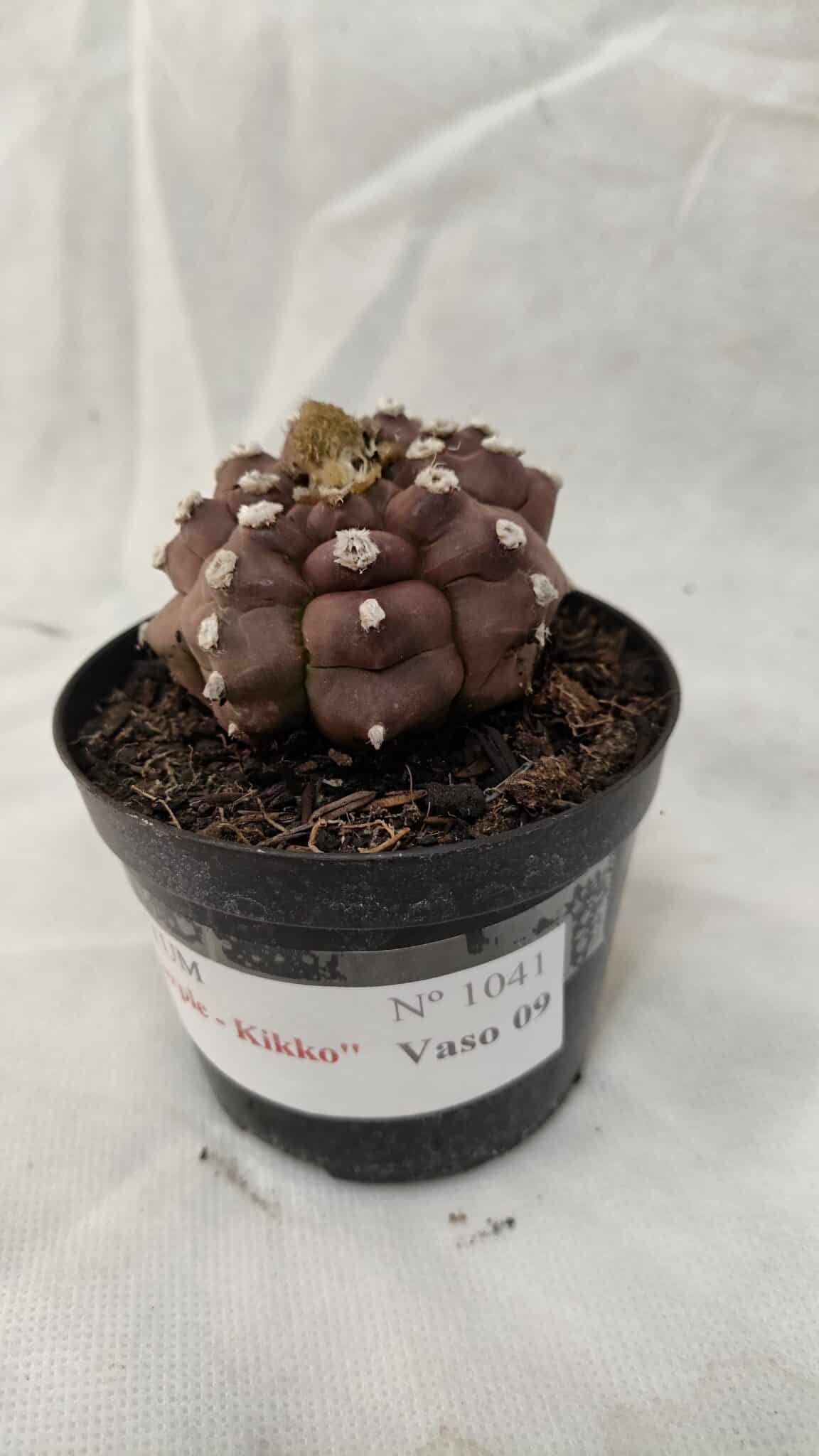 ASTROPHYTUM ASTERIAS “Purple - Kikko”  Nº 1041 – vaso 09 - foto 8