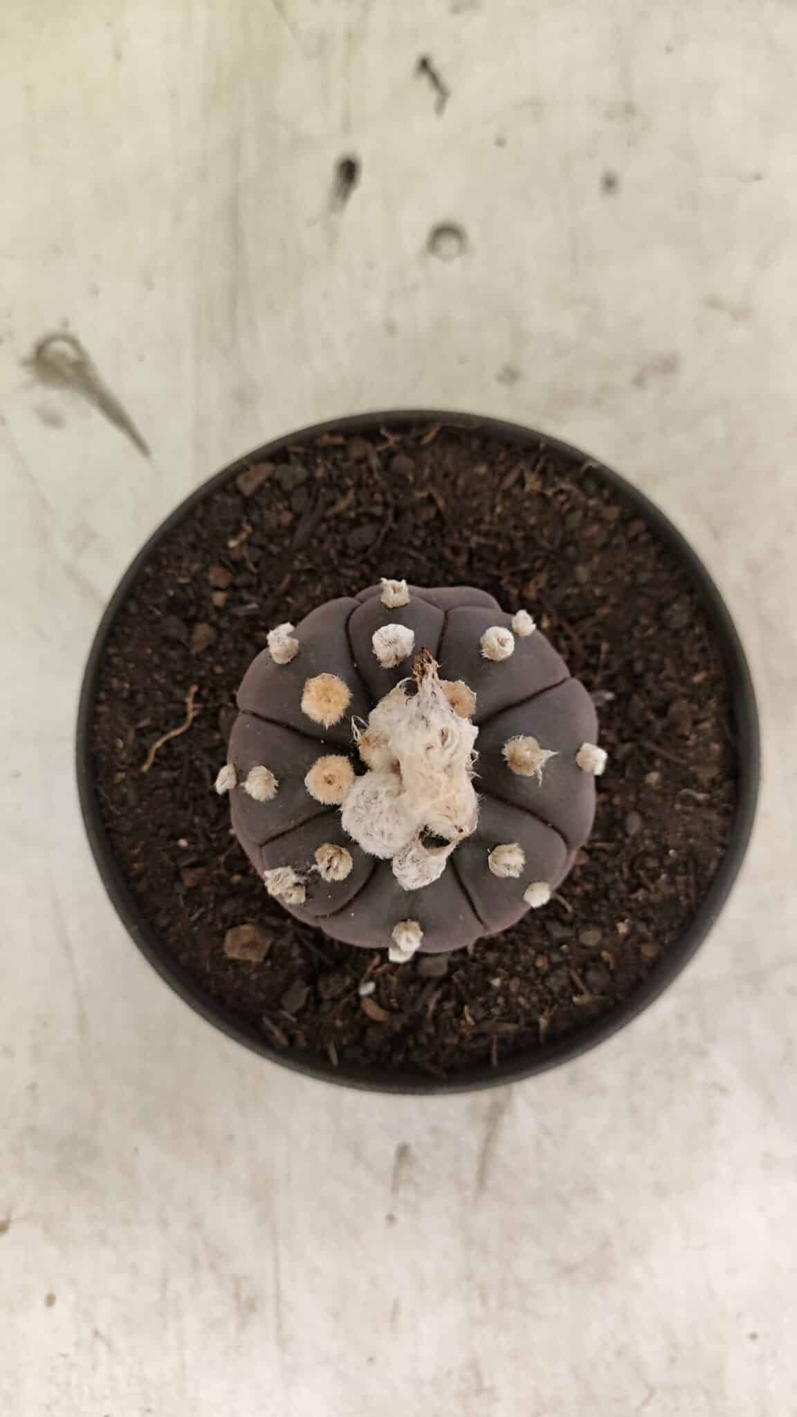 Matriz ASTROPHYTUM ASTERIAS “Purple - Kikko”  Nº 1041 – vaso 11 - foto 3