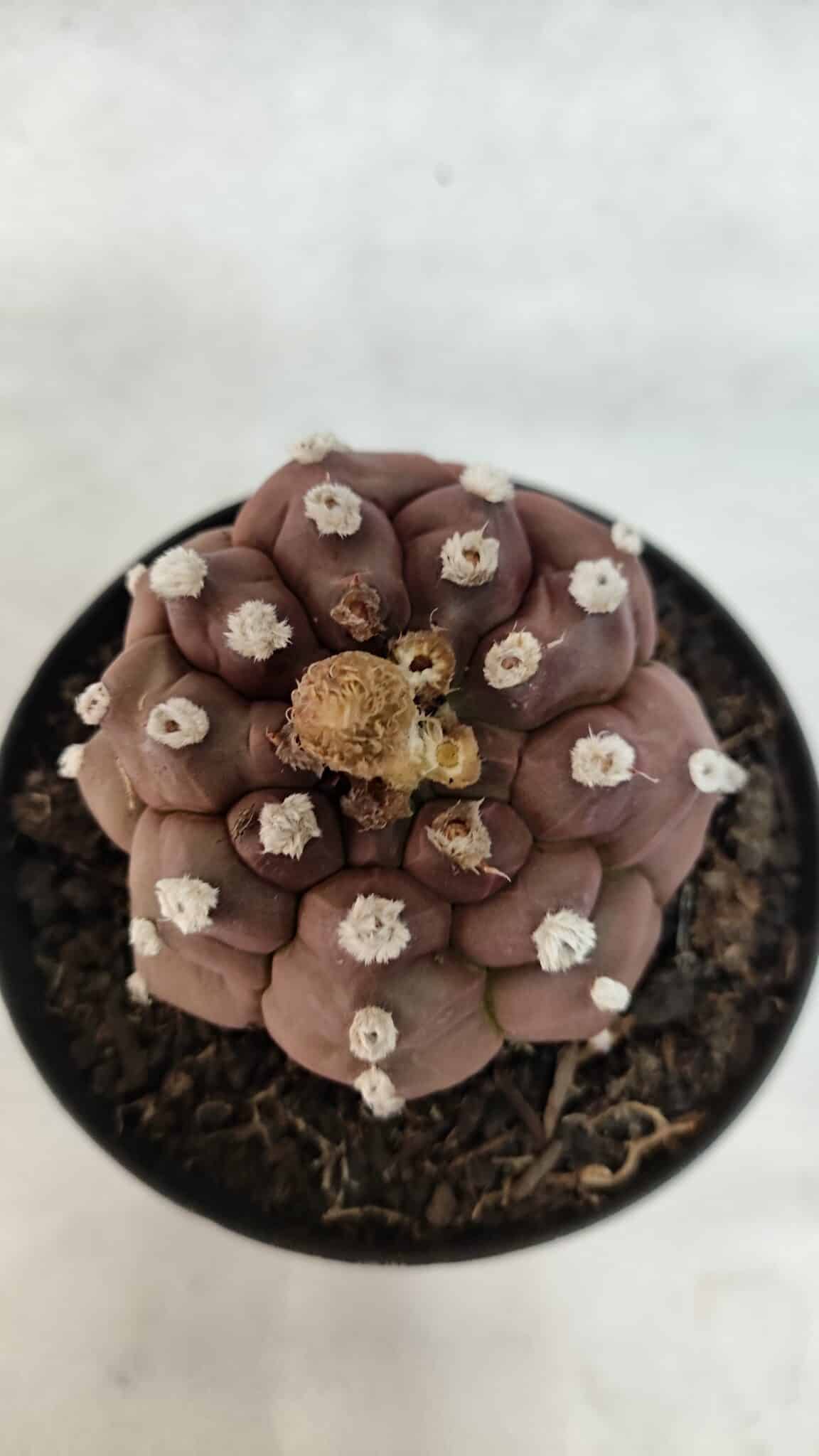 ASTROPHYTUM ASTERIAS “Purple - Kikko”  Nº 1041 – vaso 09 - foto 3