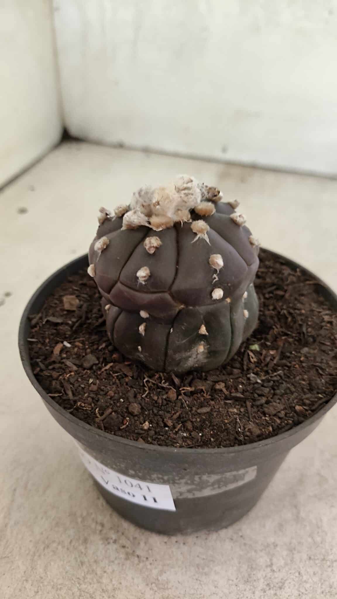 Matriz ASTROPHYTUM ASTERIAS “Purple - Kikko”  Nº 1041 – vaso 11 - foto 10