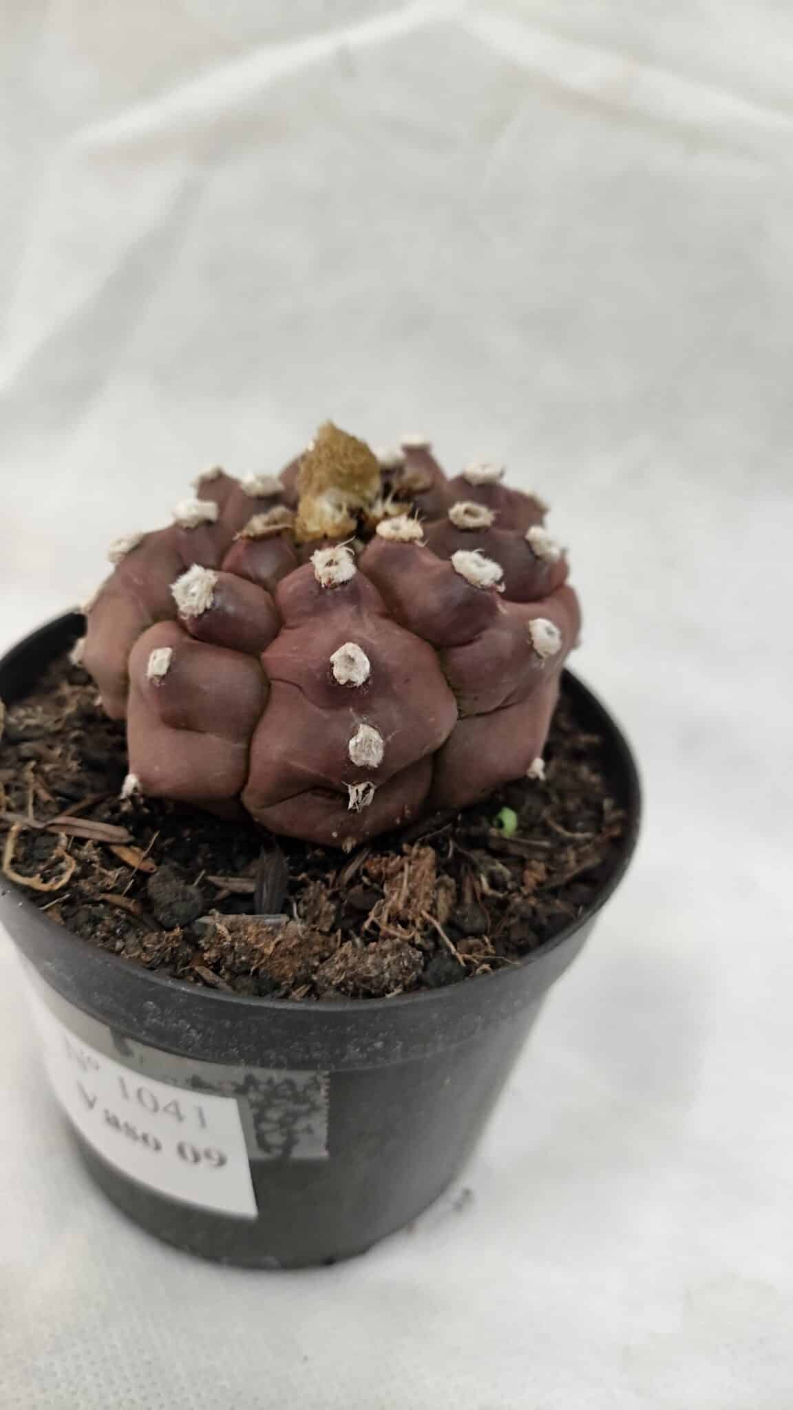 ASTROPHYTUM ASTERIAS “Purple - Kikko”  Nº 1041 – vaso 09 - foto 7