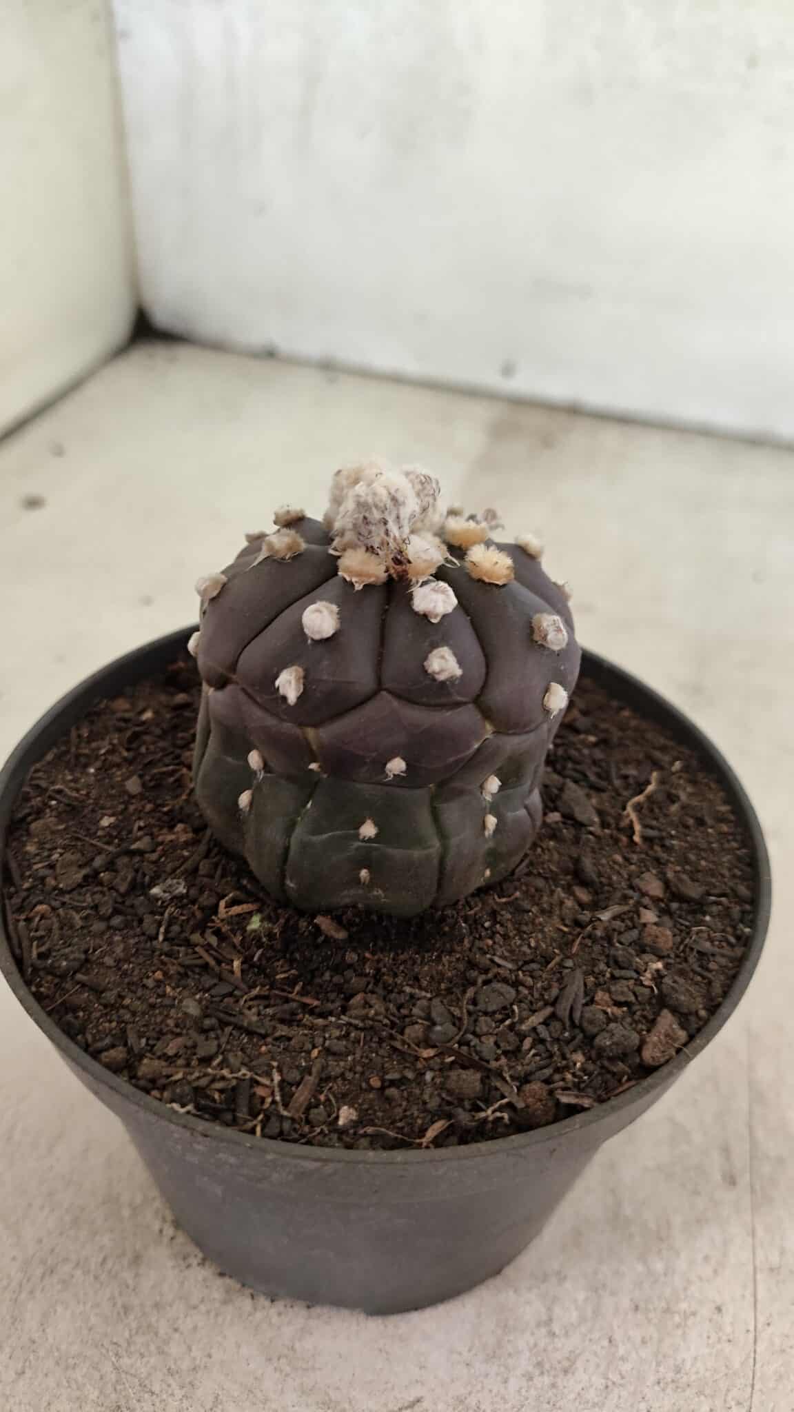 Matriz ASTROPHYTUM ASTERIAS “Purple - Kikko”  Nº 1041 – vaso 11 - foto 9