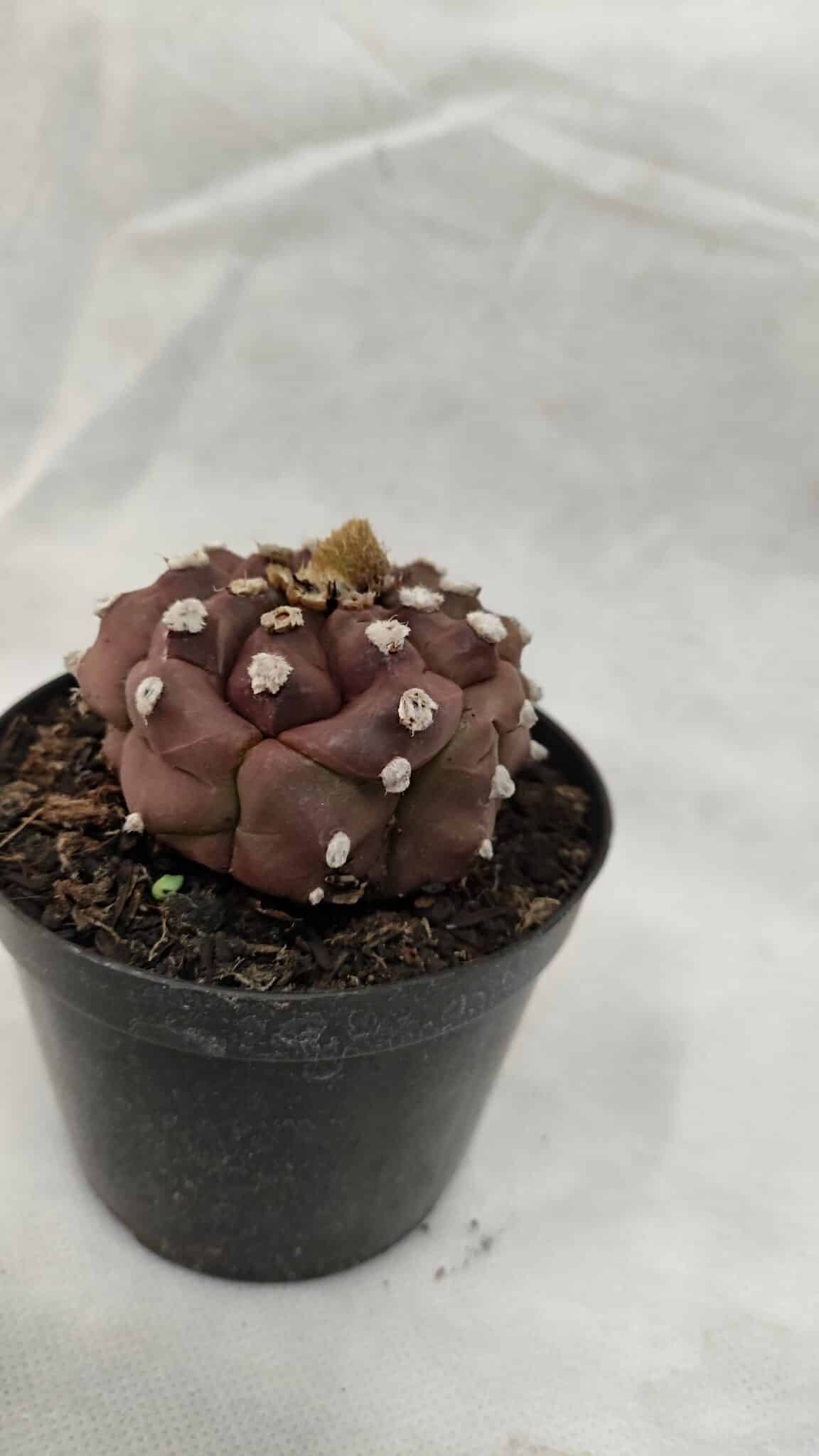 ASTROPHYTUM ASTERIAS “Purple - Kikko”  Nº 1041 – vaso 09 - foto 6