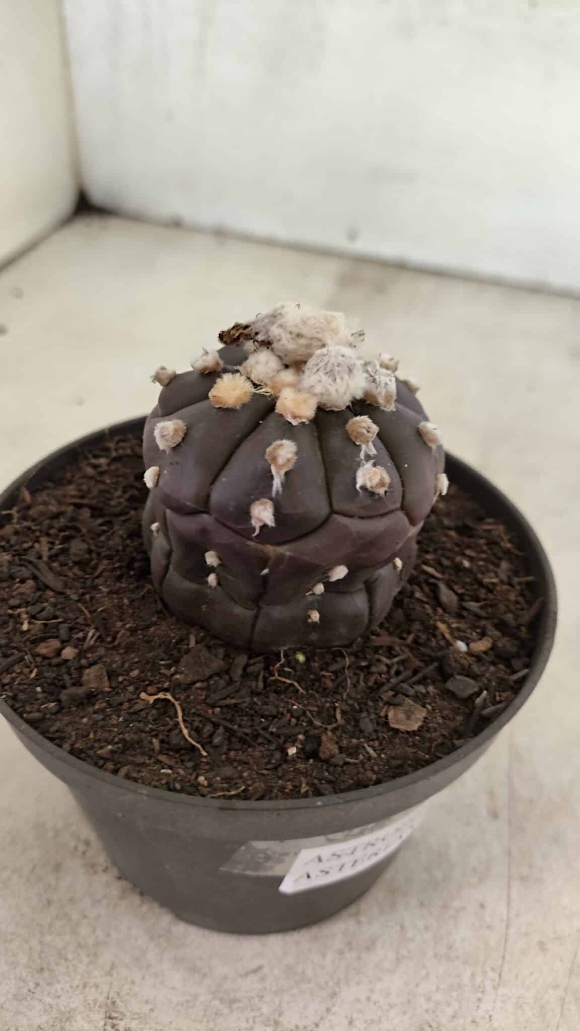 Matriz ASTROPHYTUM ASTERIAS “Purple - Kikko”  Nº 1041 – vaso 11 - foto 8
