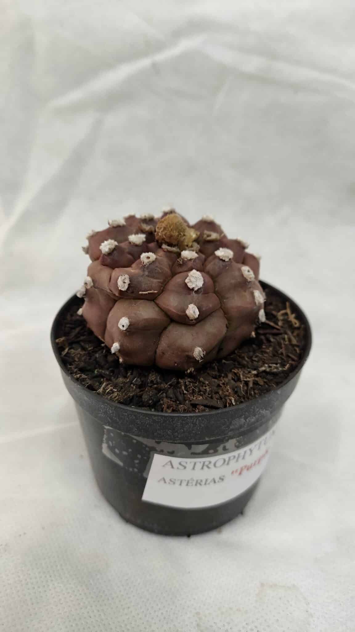 ASTROPHYTUM ASTERIAS “Purple - Kikko”  Nº 1041 – vaso 09 - foto 5