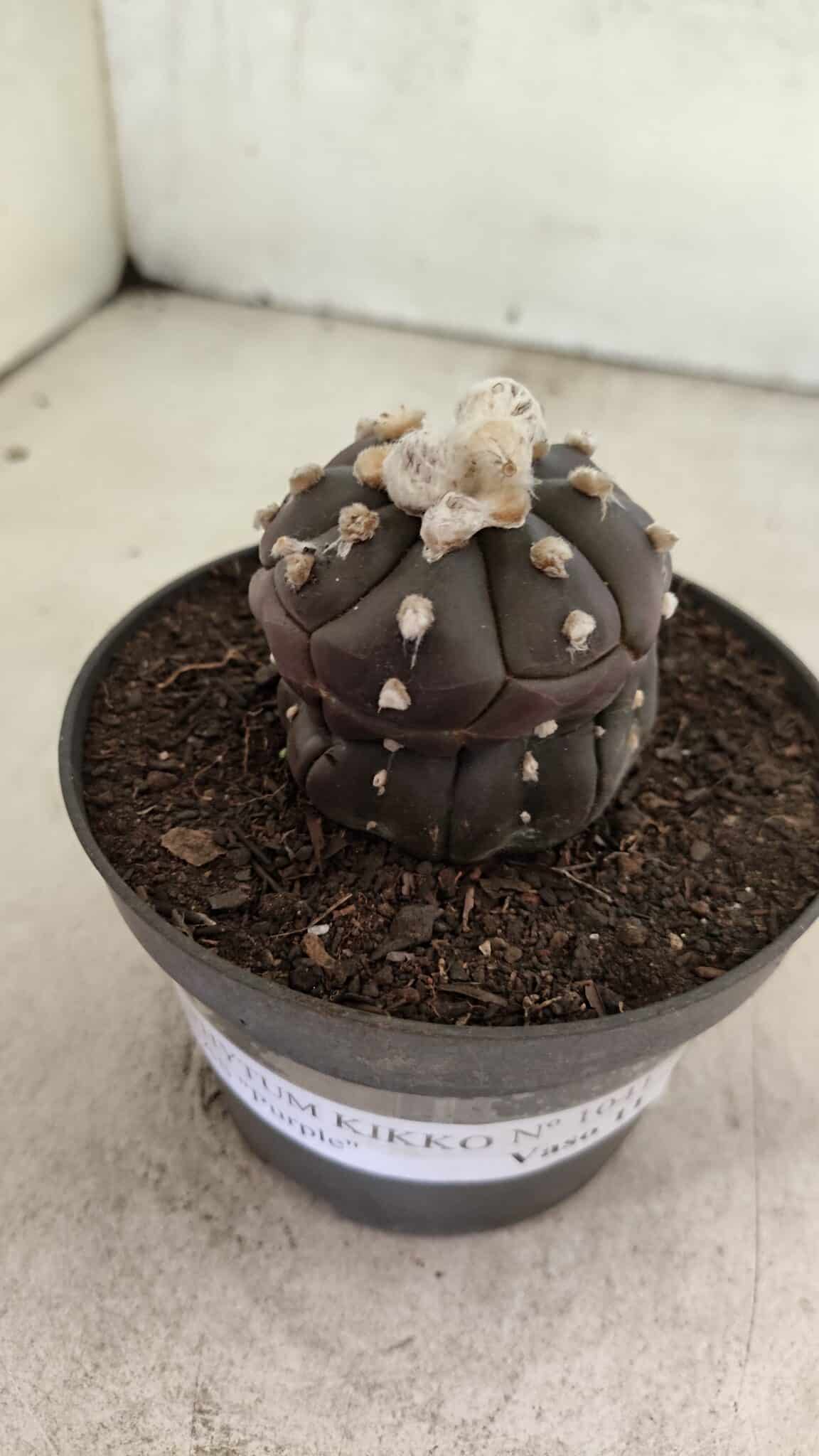 Matriz ASTROPHYTUM ASTERIAS “Purple - Kikko”  Nº 1041 – vaso 11 - foto 7