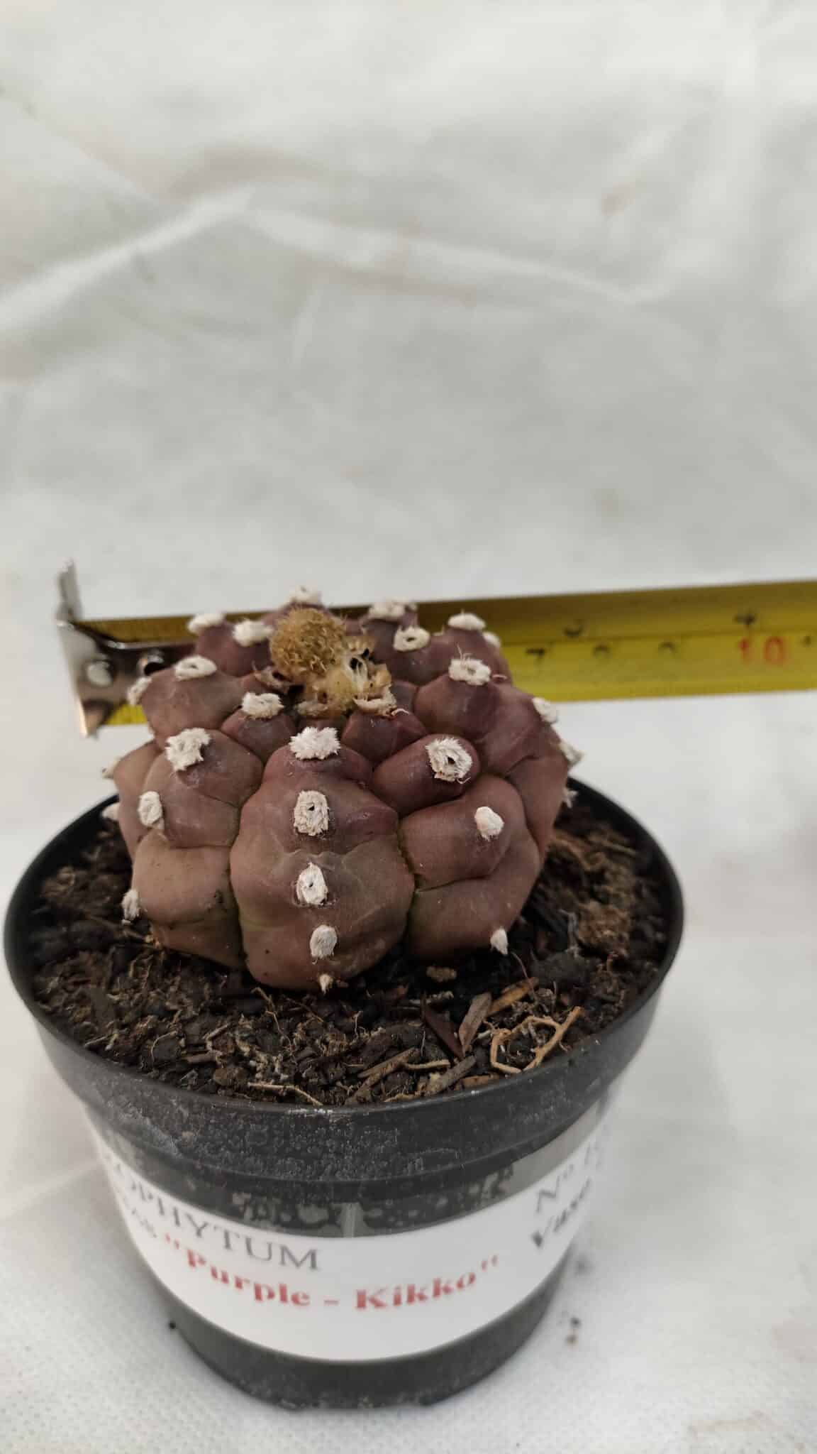 ASTROPHYTUM ASTERIAS “Purple - Kikko”  Nº 1041 – vaso 09 - foto 4