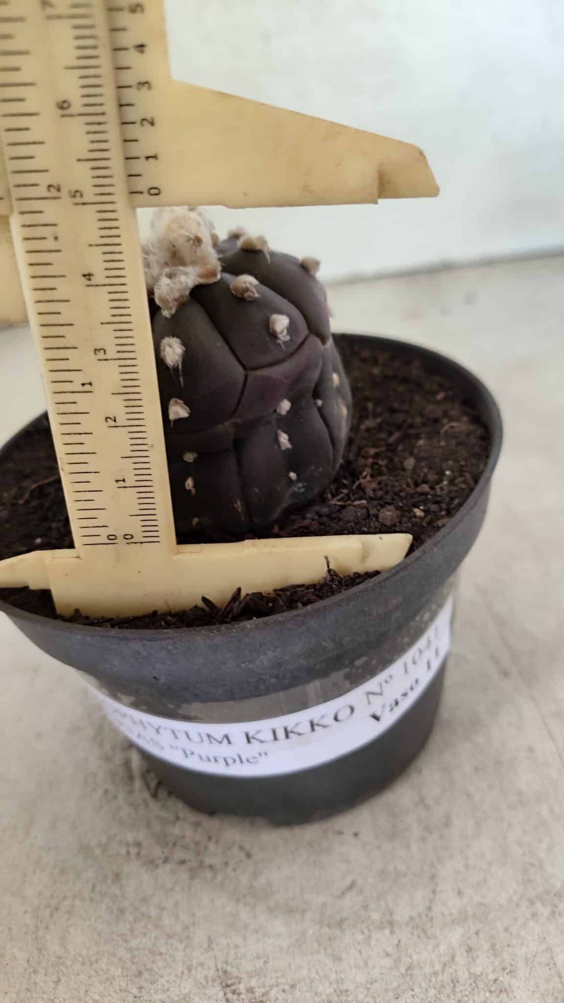 Matriz ASTROPHYTUM ASTERIAS “Purple - Kikko”  Nº 1041 – vaso 11 - foto 5