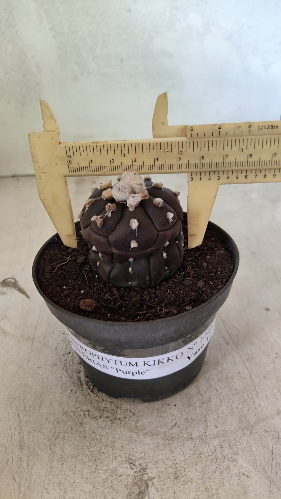 Matriz ASTROPHYTUM ASTERIAS “Purple - Kikko”  Nº 1041 – vaso 11 - foto 4