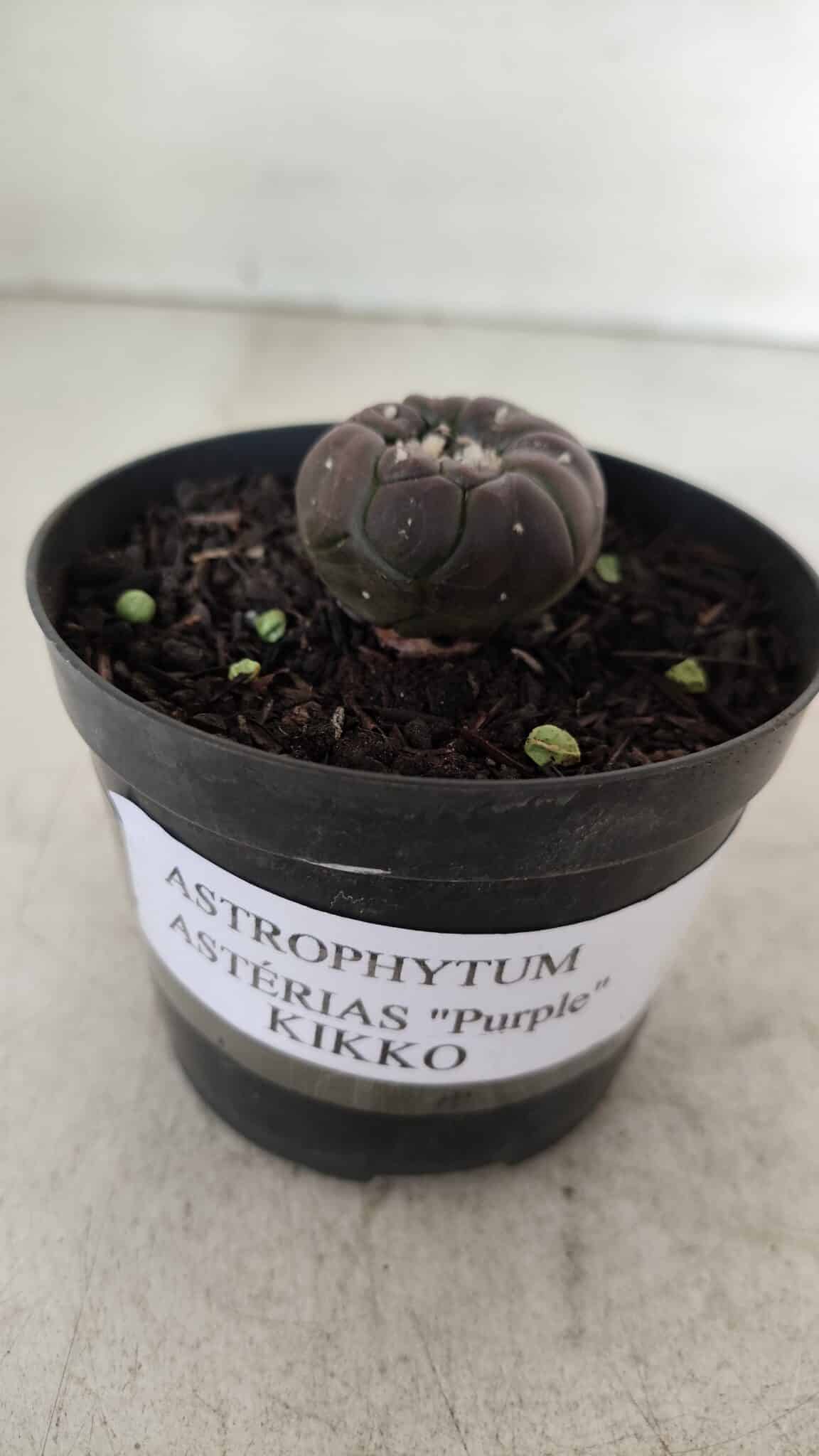ASTROPHYTUM ASTERIAS  “Purple” KIKKO  Nº 911 – vaso 09