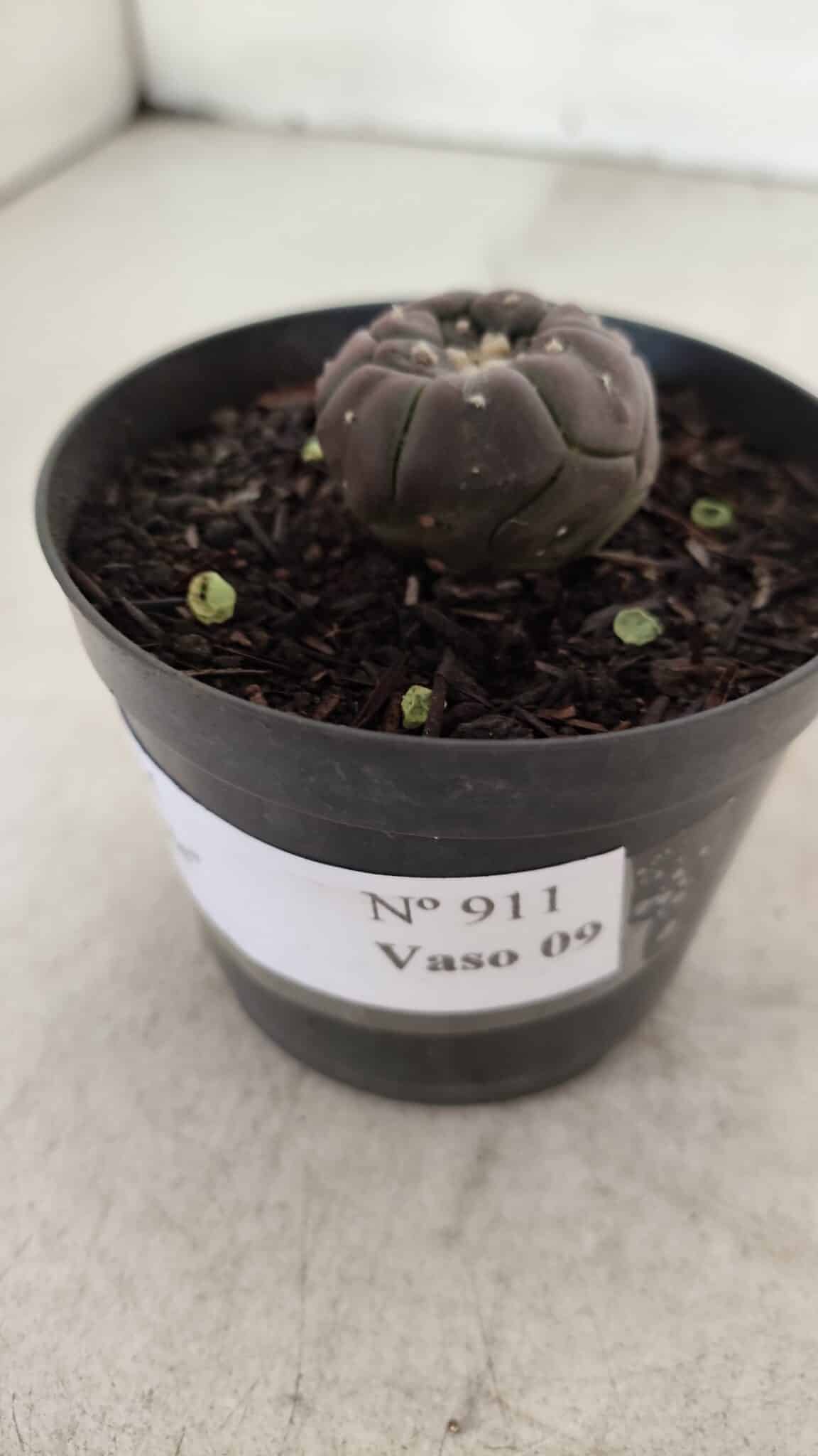 ASTROPHYTUM ASTERIAS  “Purple” KIKKO  Nº 911 – vaso 09