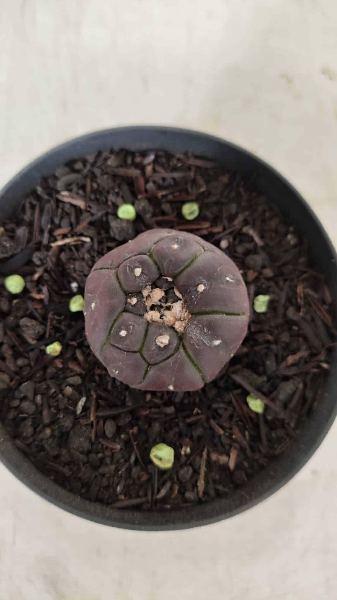 ASTROPHYTUM ASTERIAS  “Purple” KIKKO  Nº 911 – vaso 09