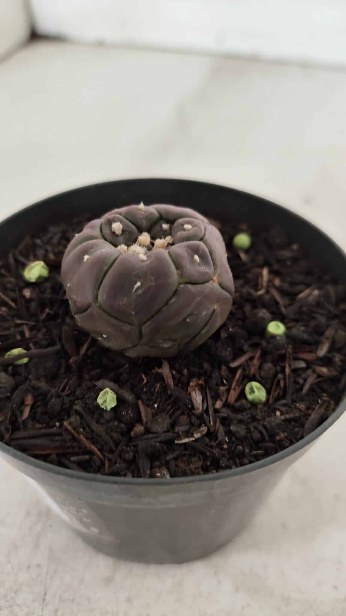ASTROPHYTUM ASTERIAS  “Purple” KIKKO  Nº 911 – vaso 09