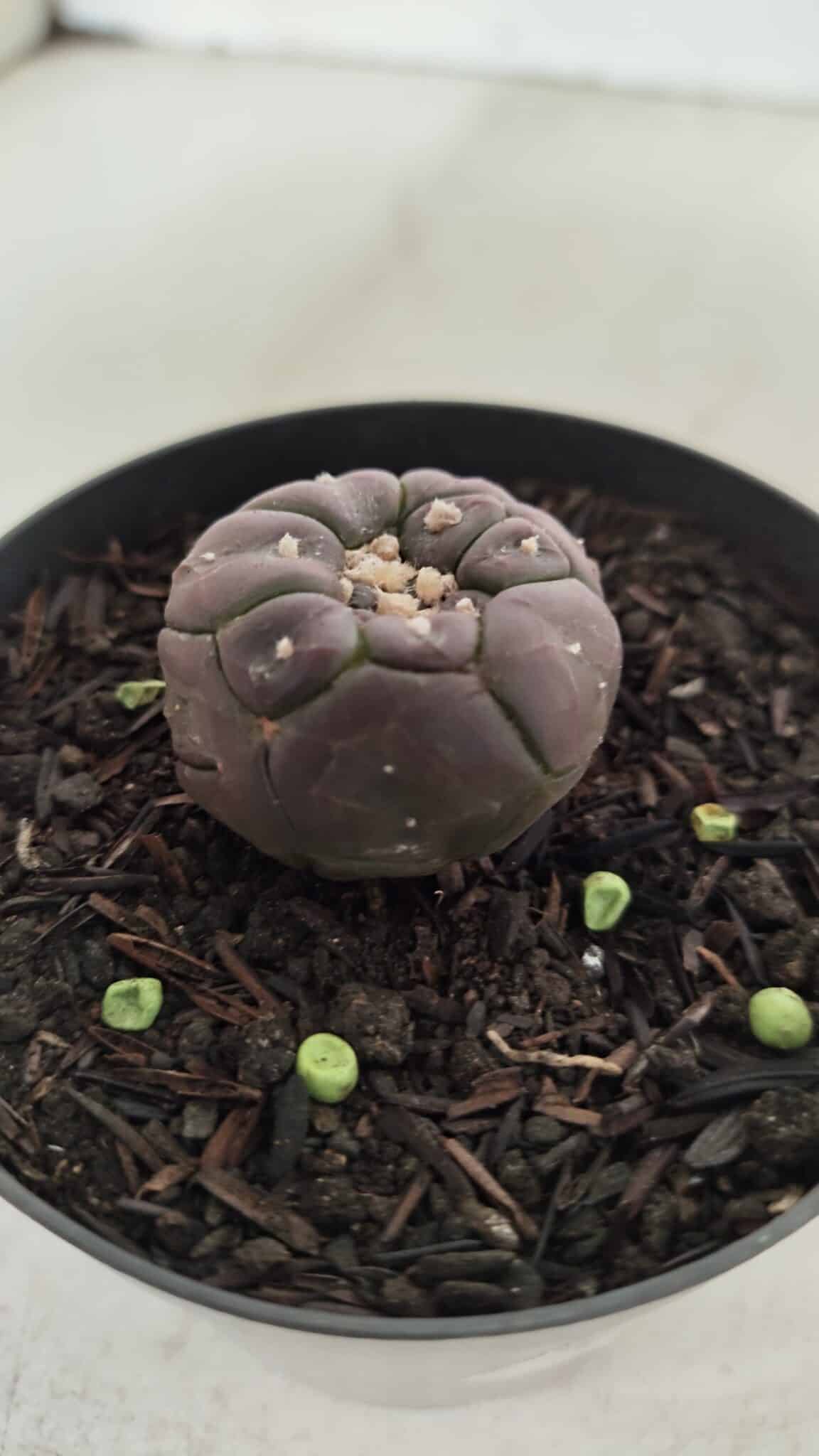 ASTROPHYTUM ASTERIAS  “Purple” KIKKO  Nº 911 – vaso 09