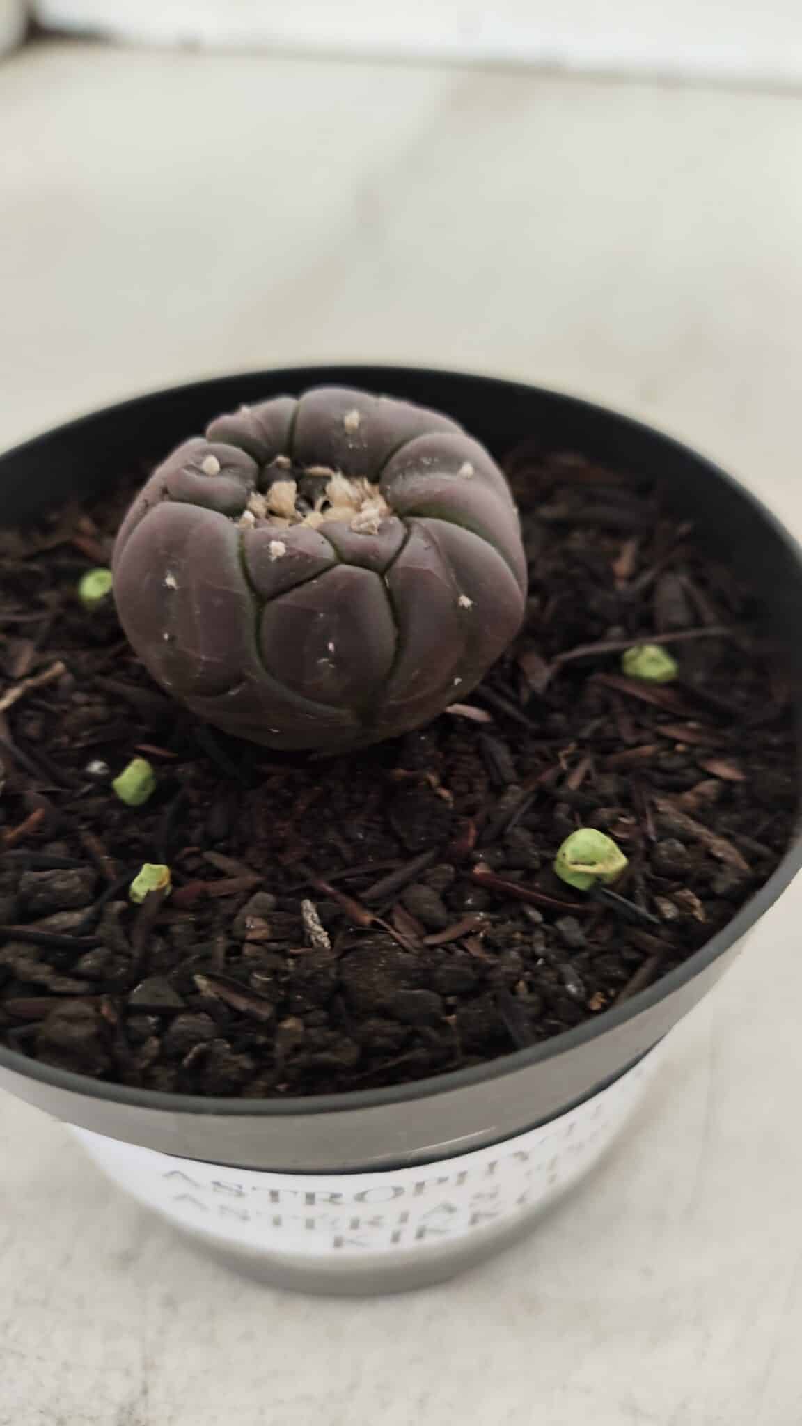 ASTROPHYTUM ASTERIAS  “Purple” KIKKO  Nº 911 – vaso 09
