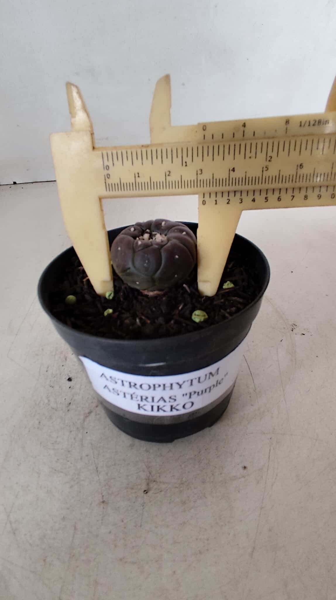 ASTROPHYTUM ASTERIAS  “Purple” KIKKO  Nº 911 – vaso 09