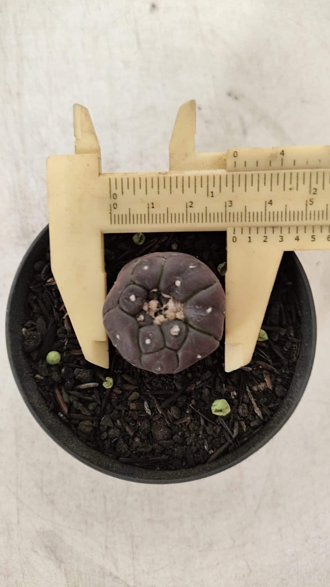 ASTROPHYTUM ASTERIAS  “Purple” KIKKO  Nº 911 – vaso 09