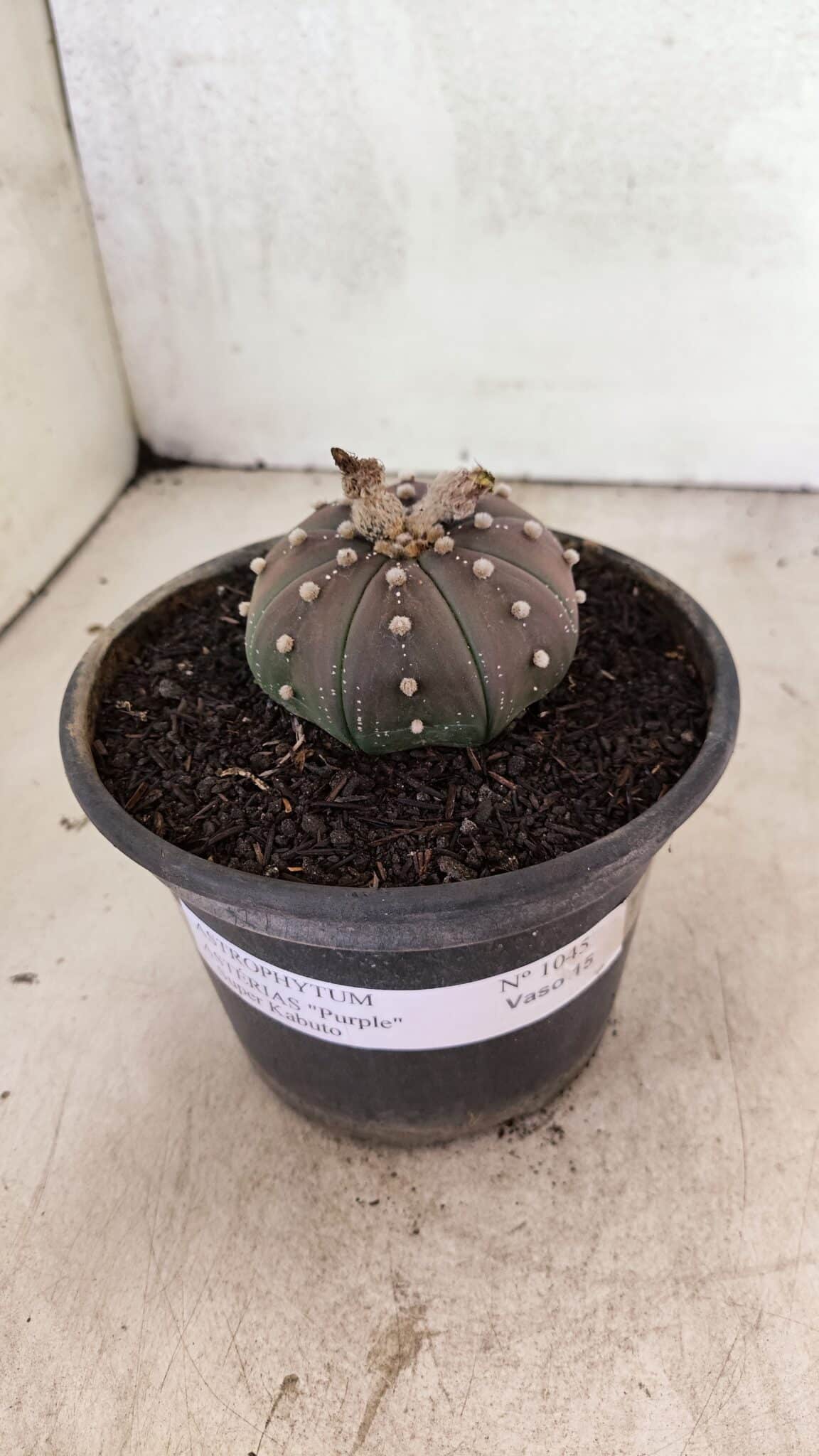 ASTROPHYTUM ASTERIAS SUPER KABUTO "PURPLE" Nº 1045 – vaso 15 - foto 2