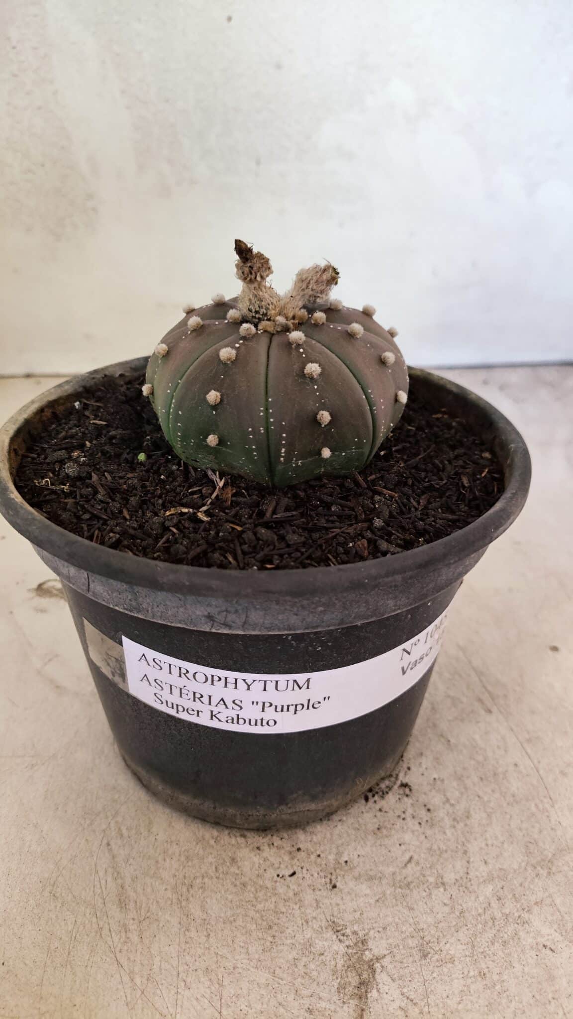 ASTROPHYTUM ASTERIAS SUPER KABUTO "PURPLE" Nº 1045 – vaso 15 - foto 7